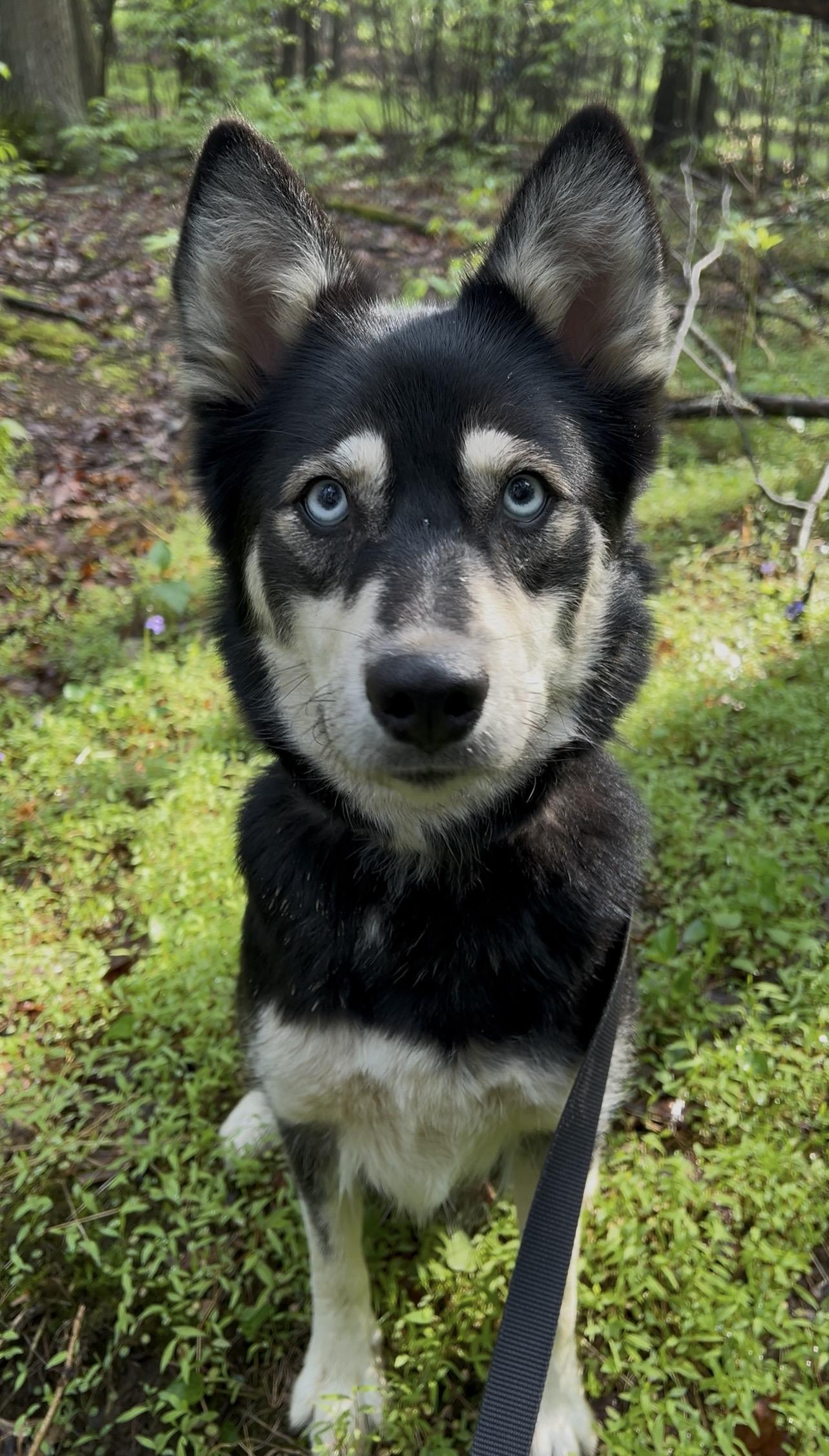 QUINOA, an adopted mixed breed in Millerstown, PA image 2/6