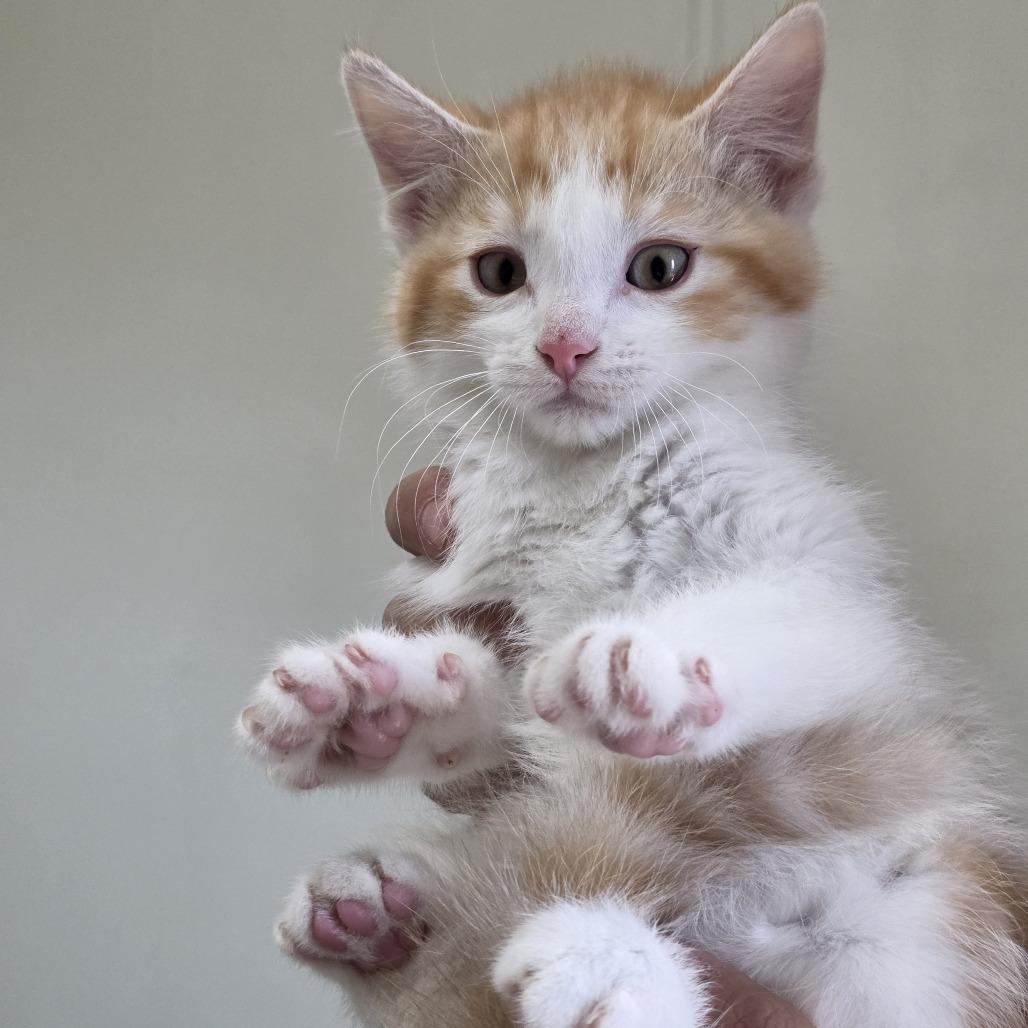 Miso, Adoptable, Young Male Domestic Medium Hair.