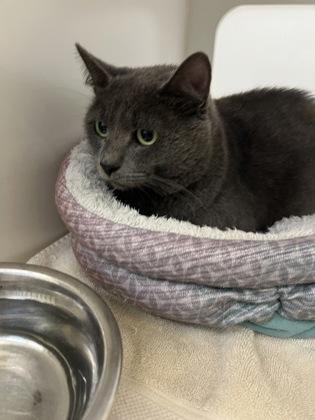 Enlarge Jack Sparrow, a Adoptable mixed breed in Vero Beach, FL image 2/3