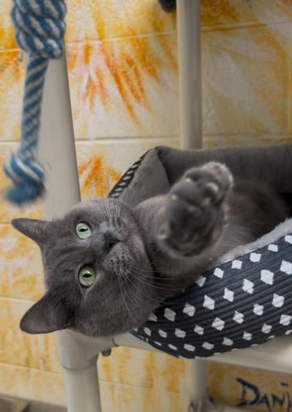 Enlarge Jack Sparrow, a Adoptable mixed breed in Vero Beach, FL image 3/3