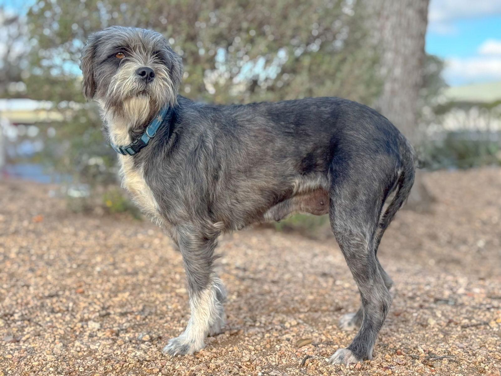 Enlarge Carli, a Adoptable Terrier in Helotes, TX image 1/3