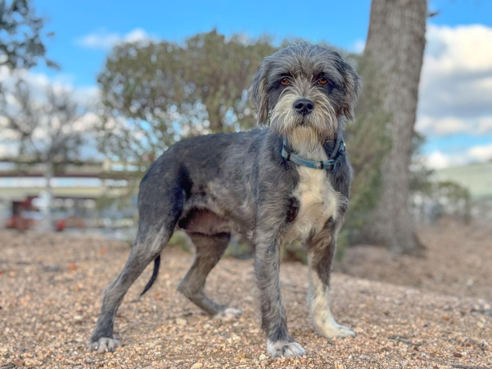 Enlarge Carli, a Adoptable Terrier in Helotes, TX image 2/3