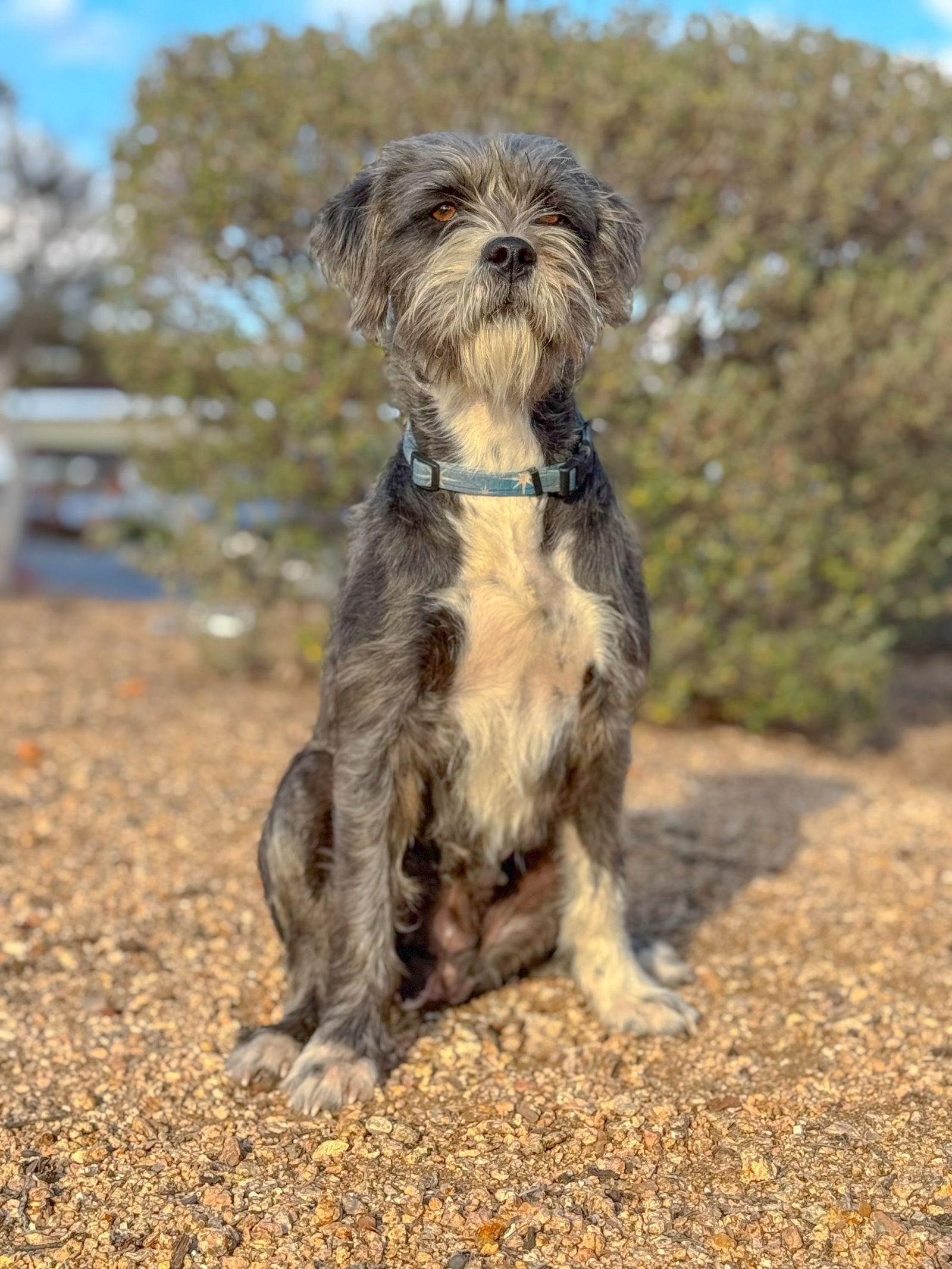Enlarge Carli, a Adoptable Terrier in Helotes, TX image 3/3