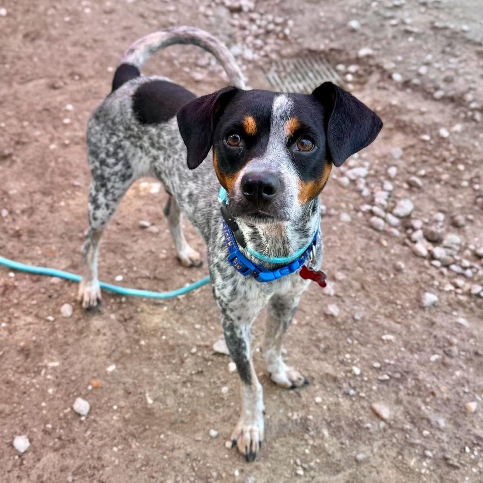 Jesse, a ADOPTABLE mixed breed in Boulder, CO image 1/4