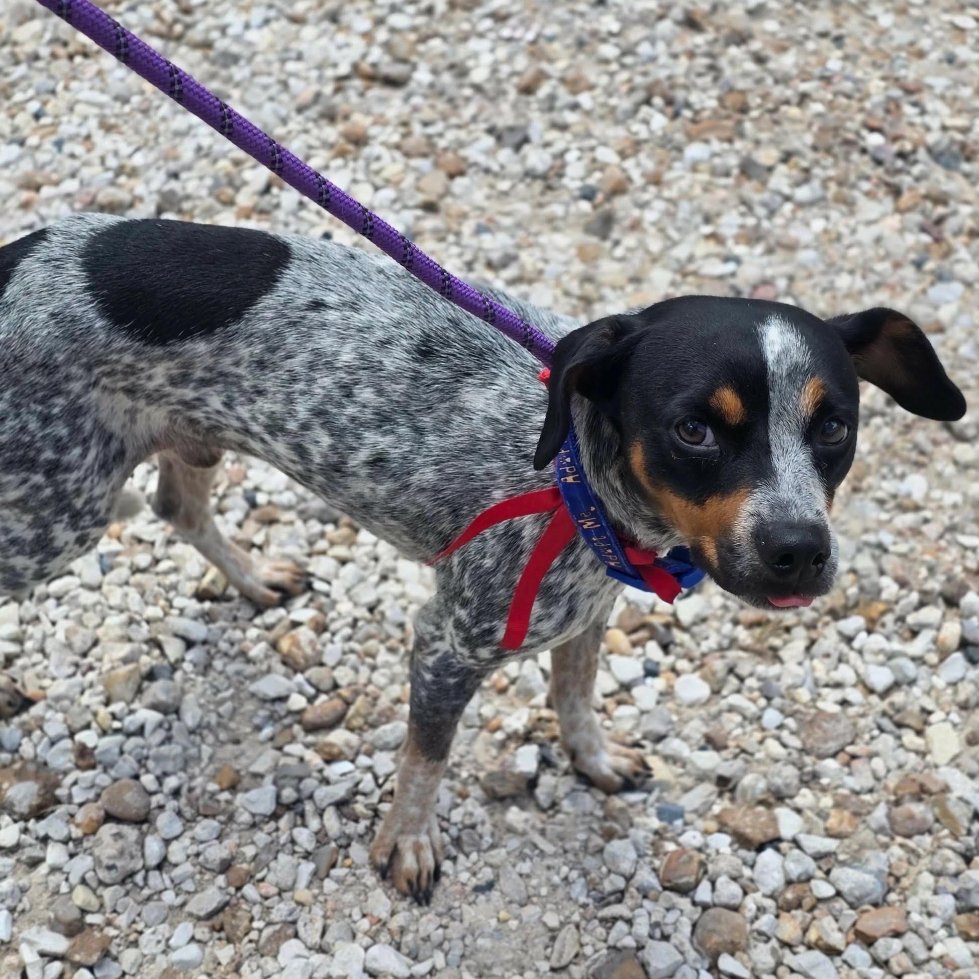Jesse, a ADOPTABLE mixed breed in Boulder, CO image 3/4