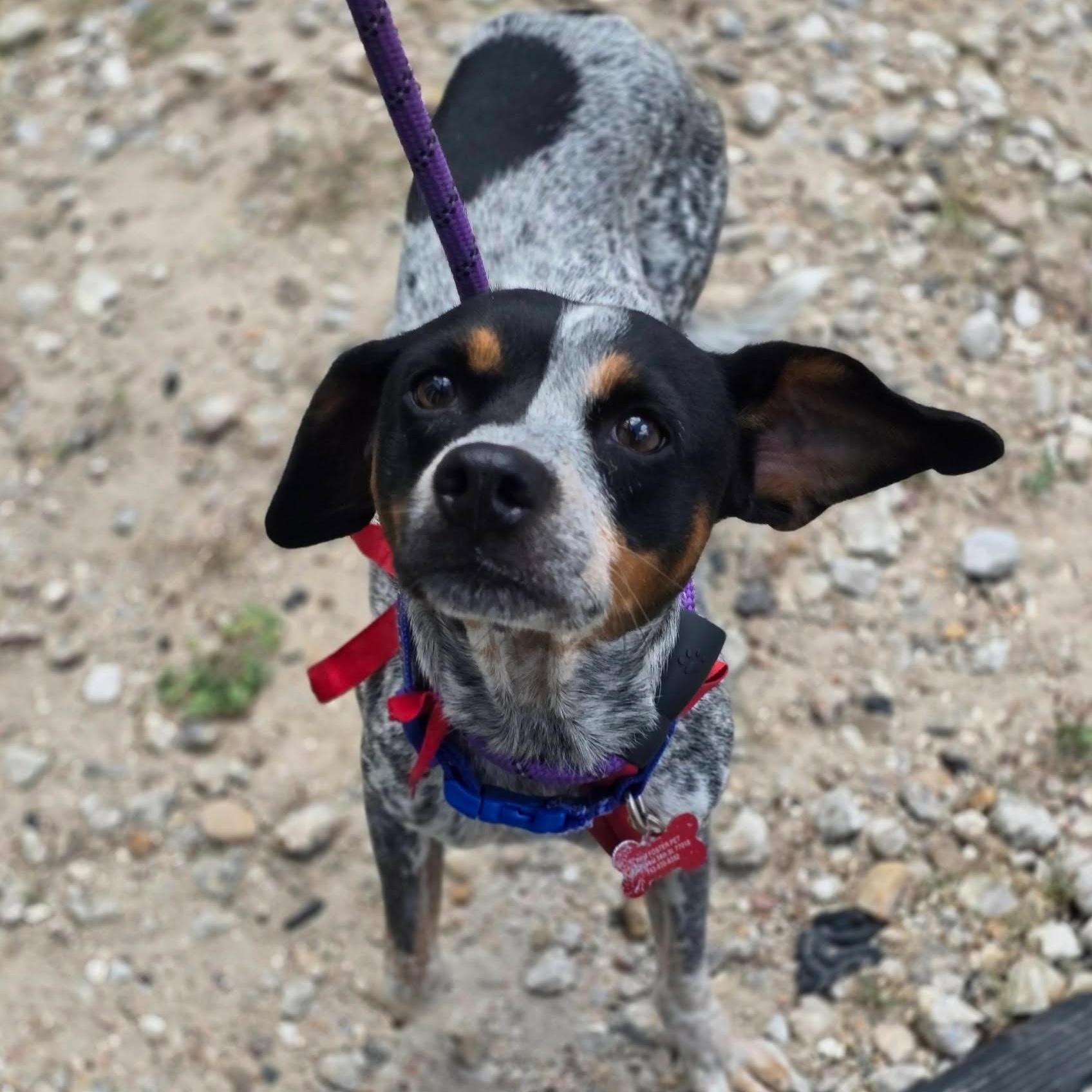 Jesse, a ADOPTABLE mixed breed in Boulder, CO image 4/4