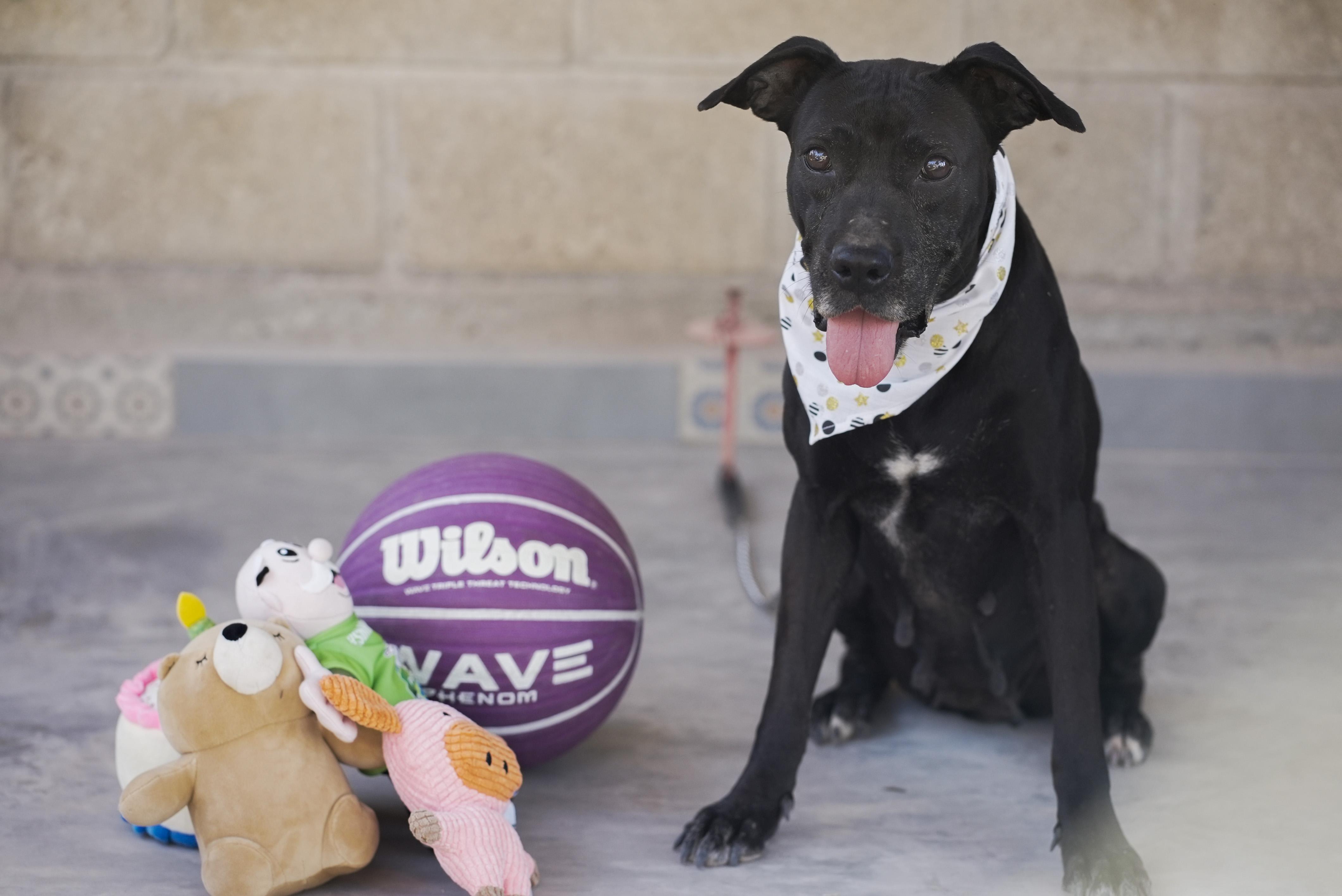 Enlarge Yesenia, a Adoptable mixed breed in nanaimo, BC image 3/6