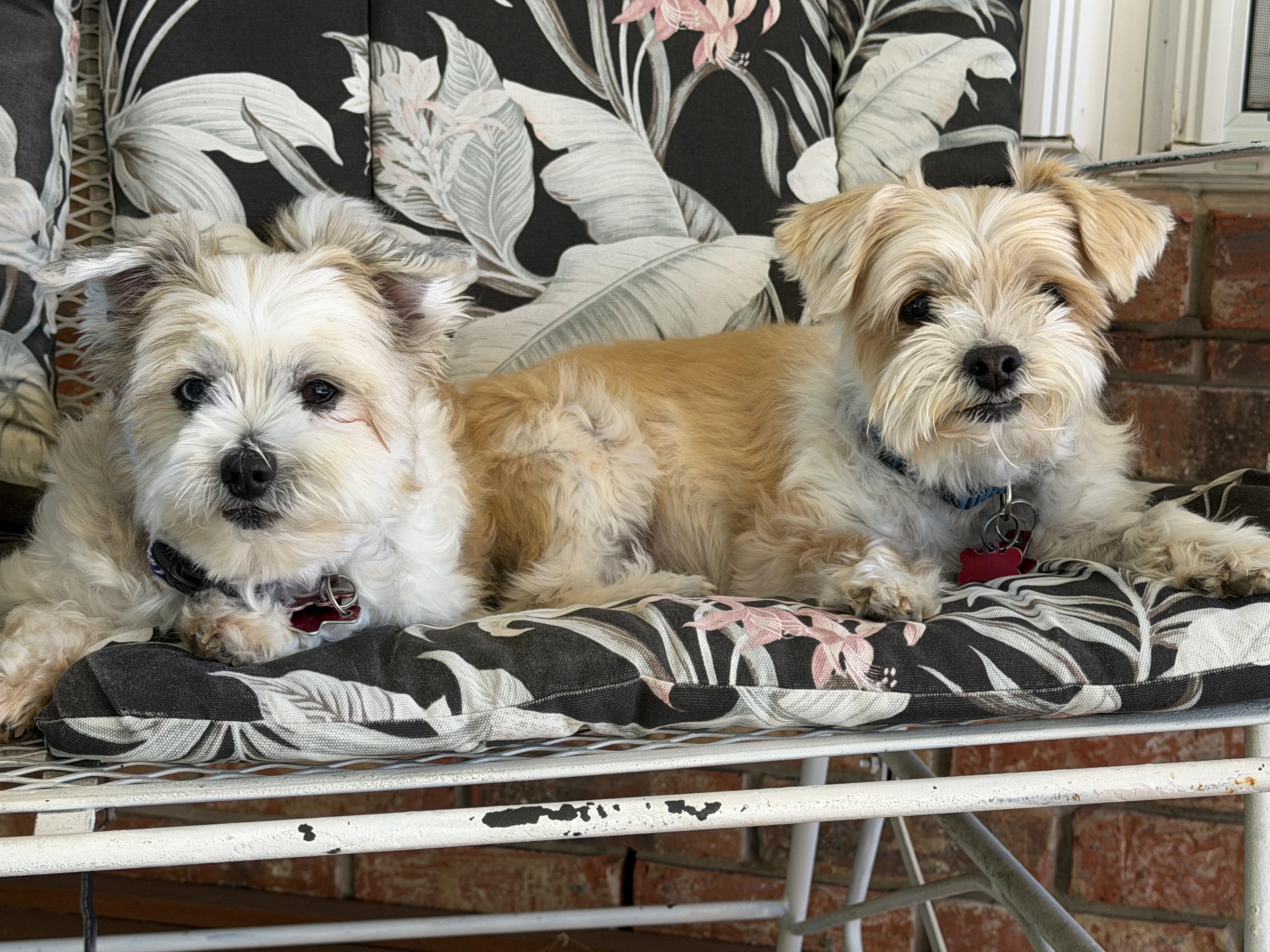 Dynamic Duo Mikey & Tuffy, Adoptable, Adult Male Shih Tzu & Terrier.