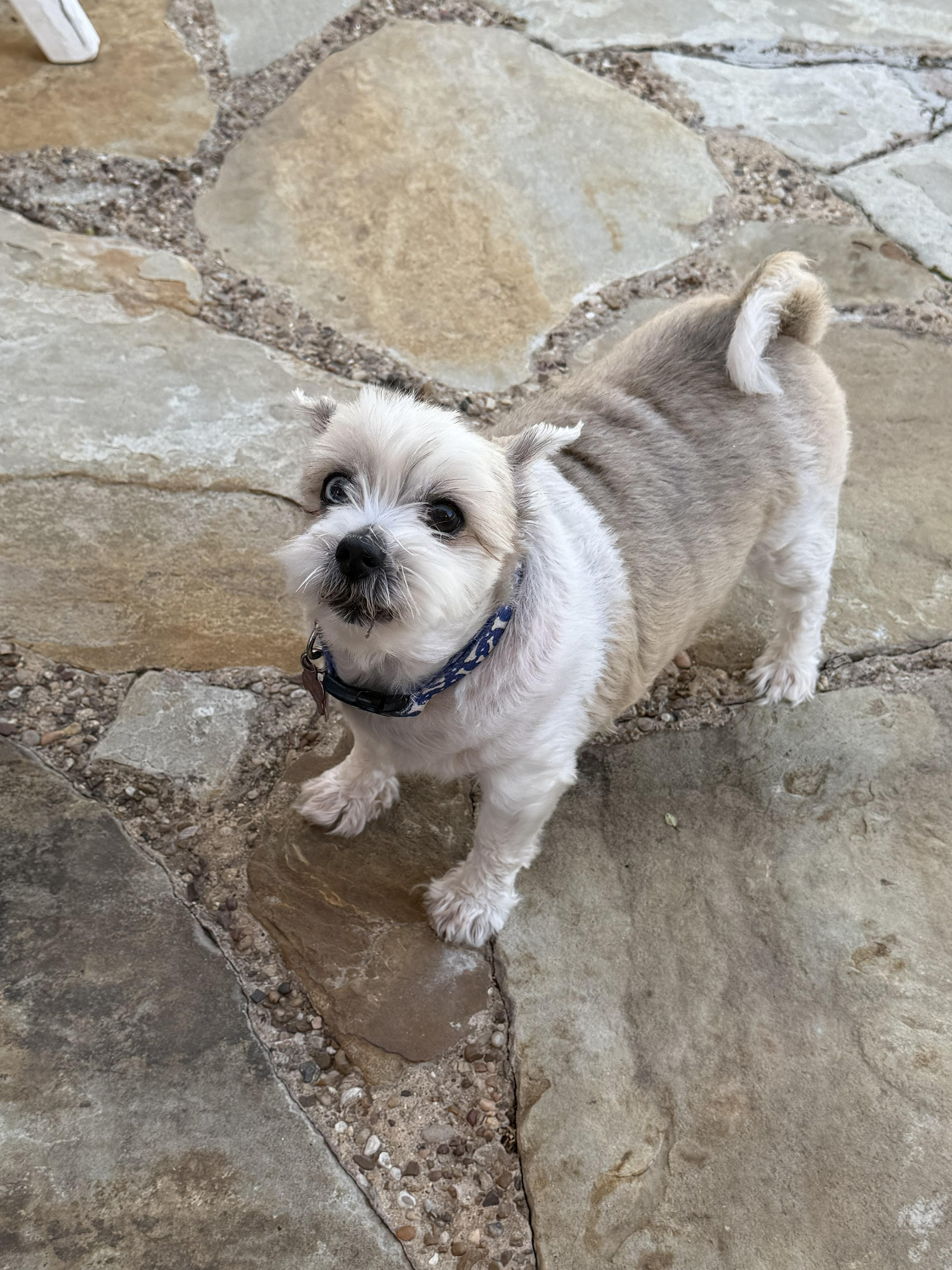 Enlarge Dynamic Duo Mikey & Tuffy, a ADOPTABLE mixed breed in Plano, TX image 5/6