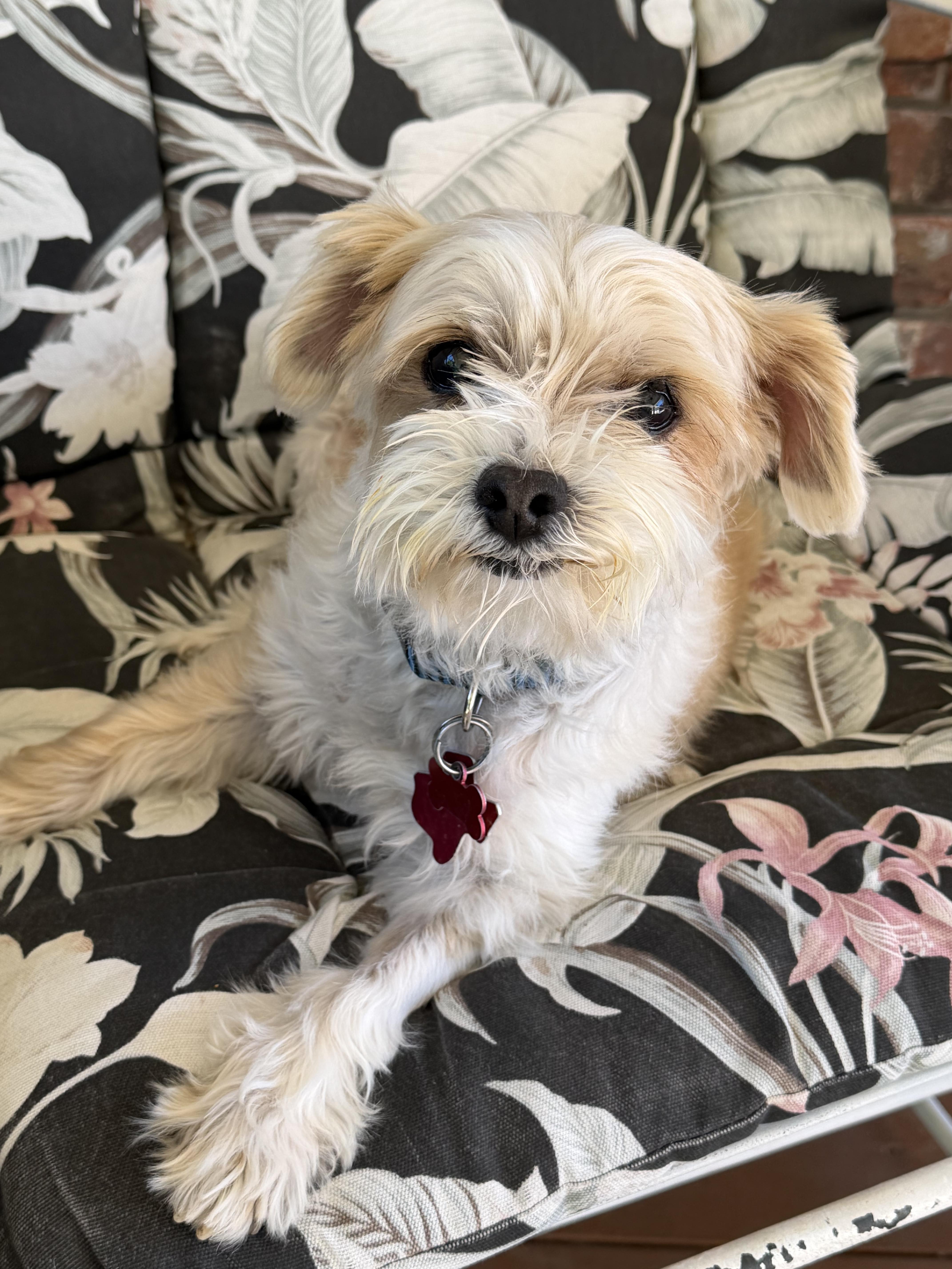 Enlarge Dynamic Duo Mikey & Tuffy, a Adoptable mixed breed in Plano, TX image 6/6