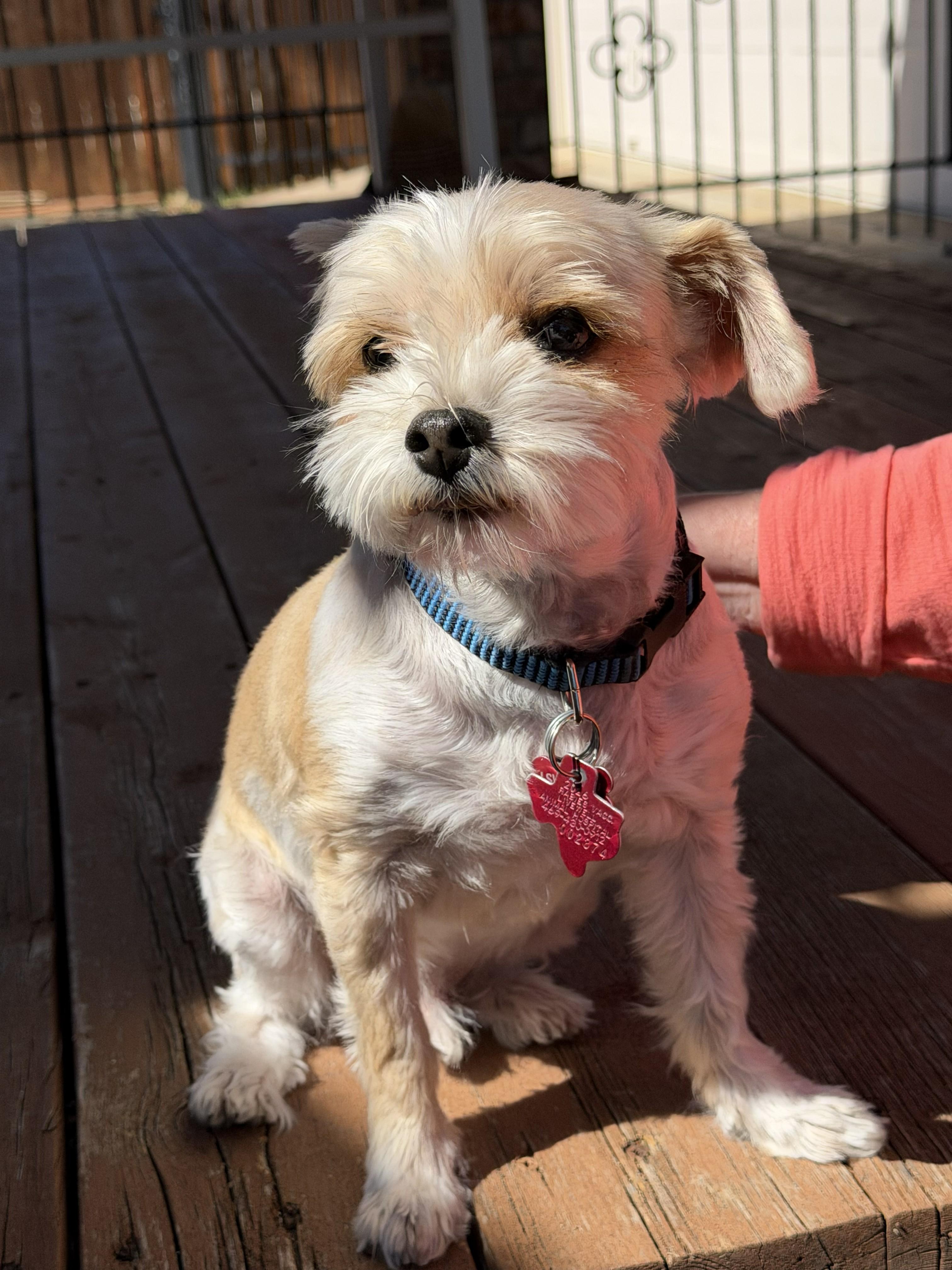 Enlarge Dynamic Duo Mikey & Tuffy, a ADOPTABLE mixed breed in Plano, TX image 6/6