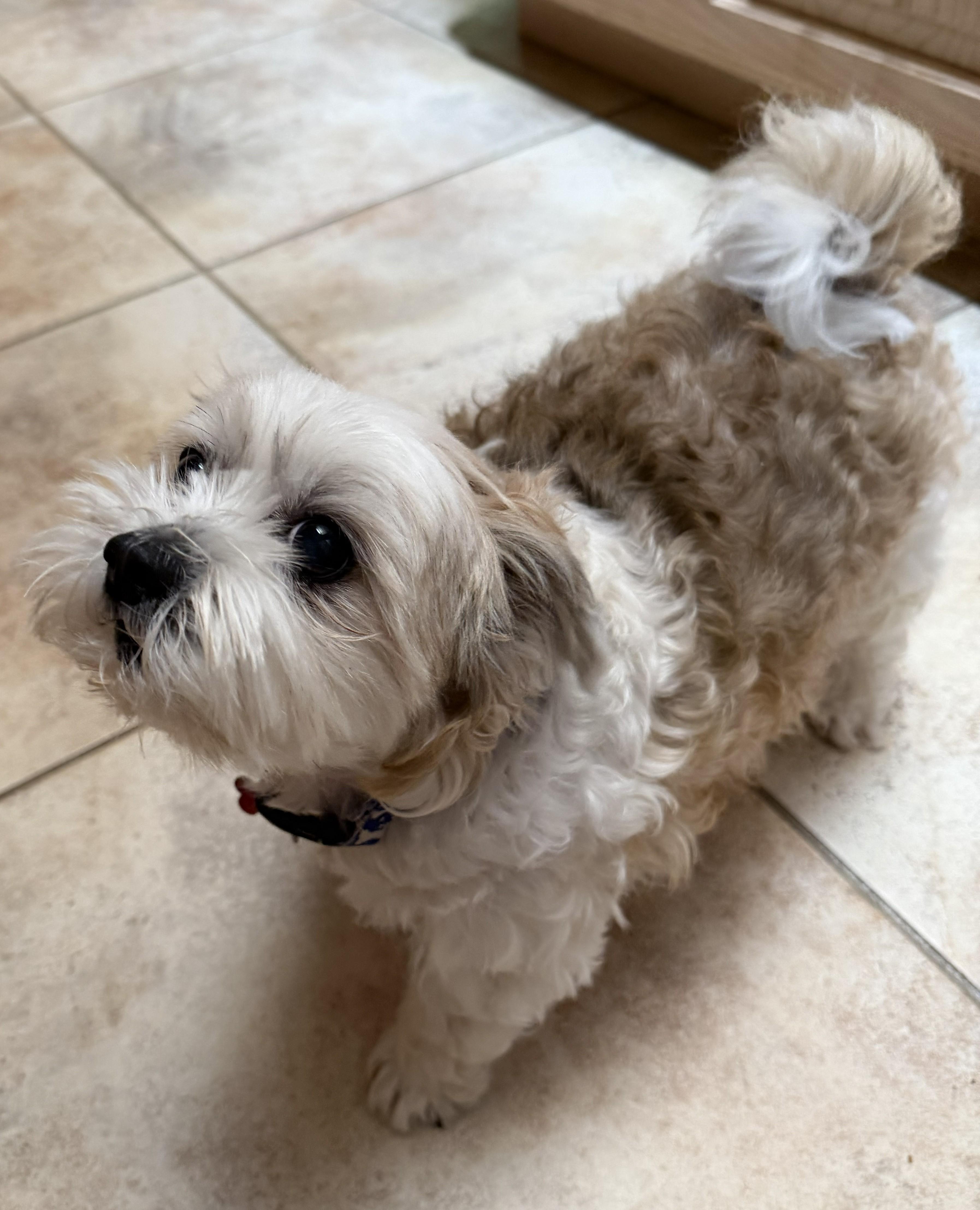 Enlarge Dynamic Duo Mikey & Tuffy, a Adoptable mixed breed in Plano, TX image 4/6