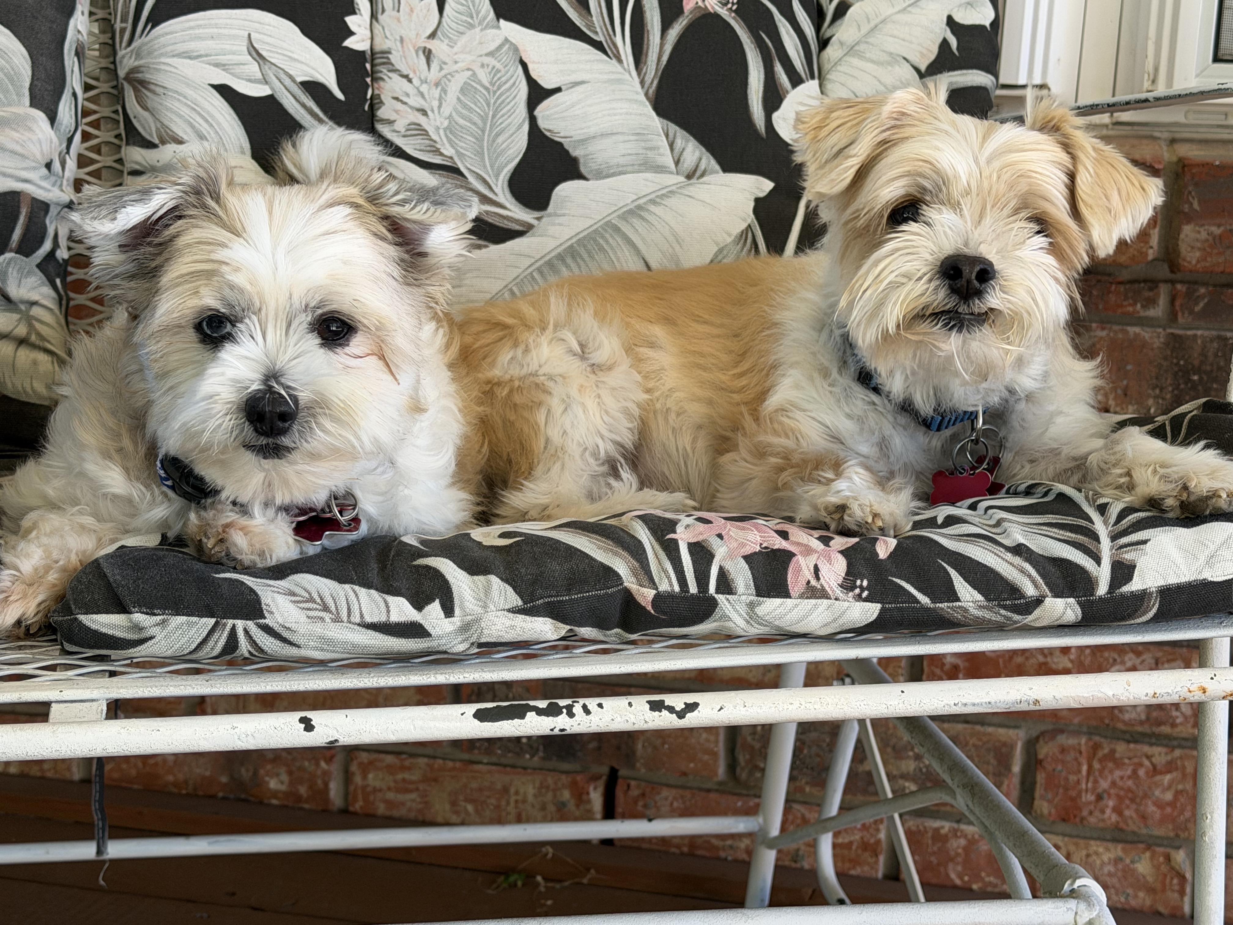 Enlarge Dynamic Duo Mikey & Tuffy, a Adoptable mixed breed in Plano, TX image 5/6