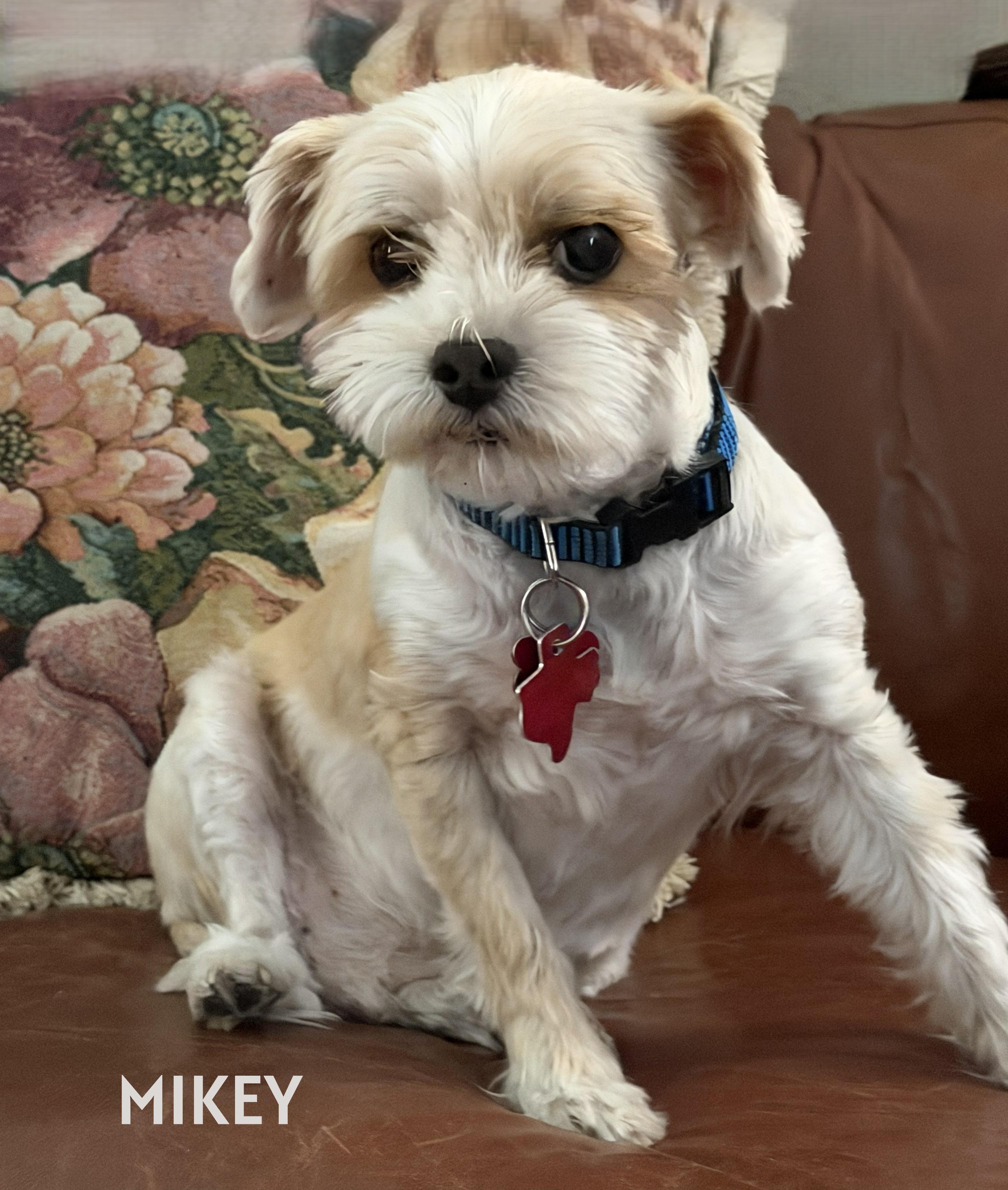 Enlarge Dynamic Duo Mikey & Tuffy, a ADOPTABLE mixed breed in Plano, TX image 2/6