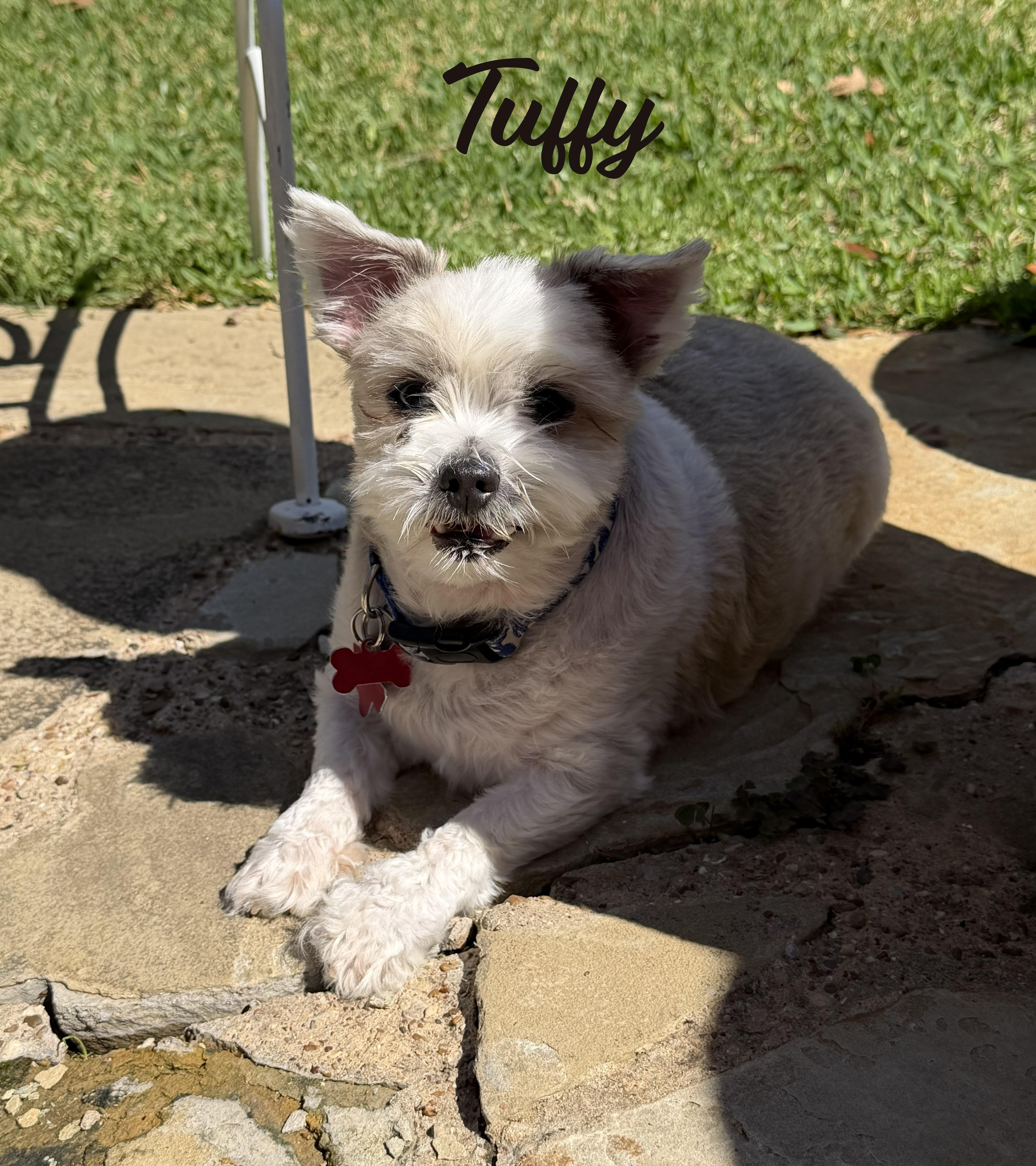 Enlarge Dynamic Duo Mikey & Tuffy, a ADOPTABLE mixed breed in Plano, TX image 3/6