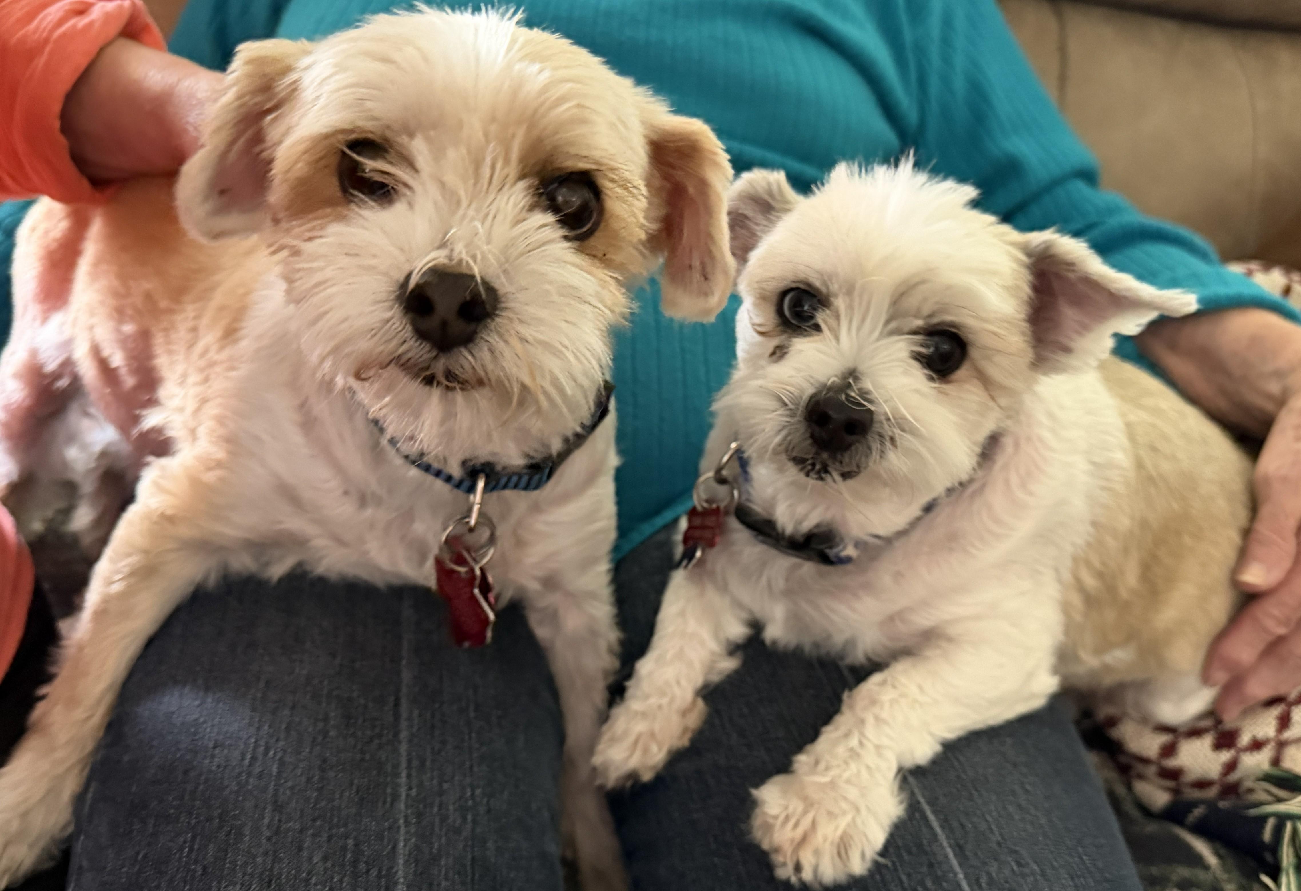 Enlarge Dynamic Duo Mikey & Tuffy, a ADOPTABLE mixed breed in Plano, TX image 4/6