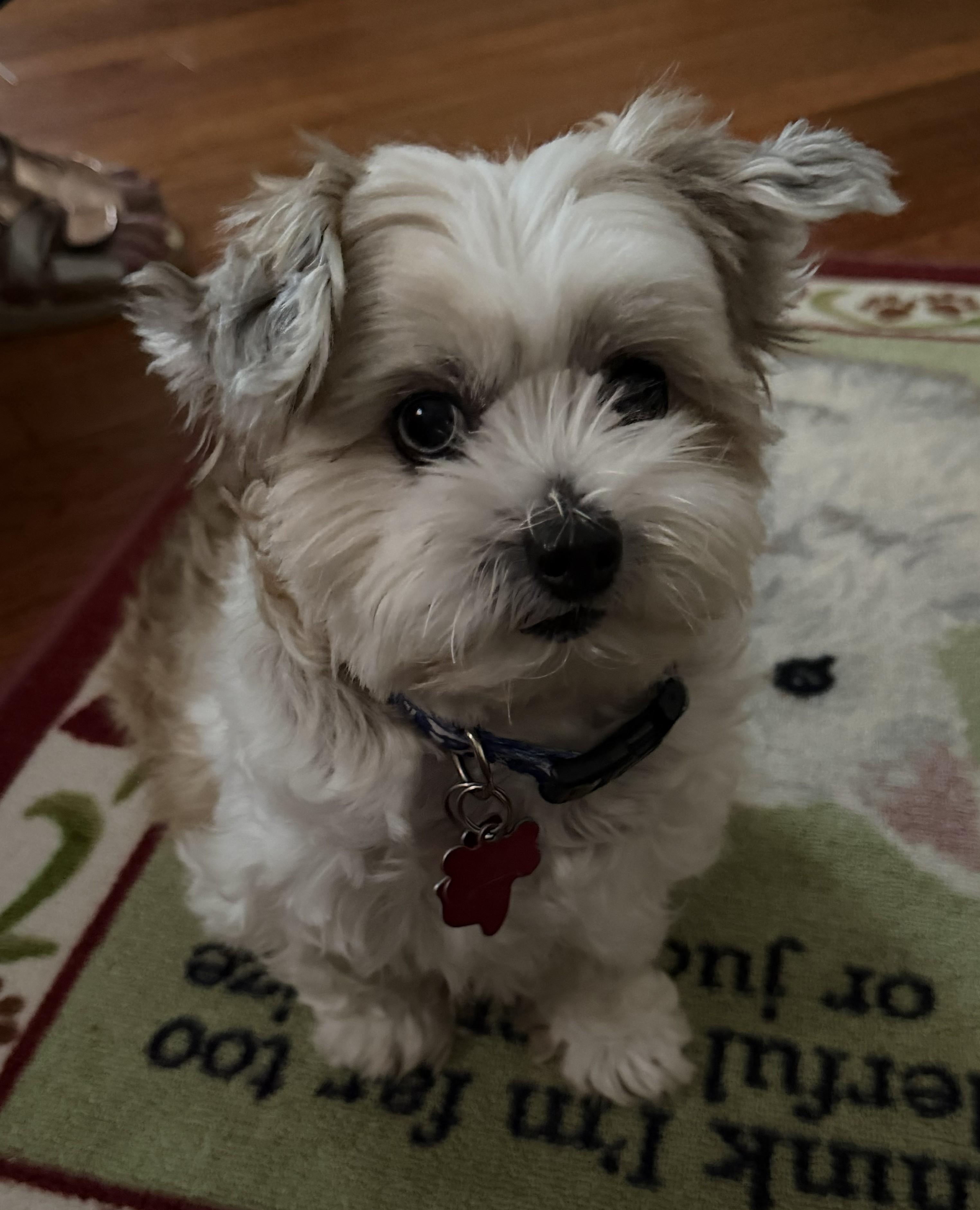 Enlarge Dynamic Duo Mikey & Tuffy, a Adoptable mixed breed in Plano, TX image 2/6