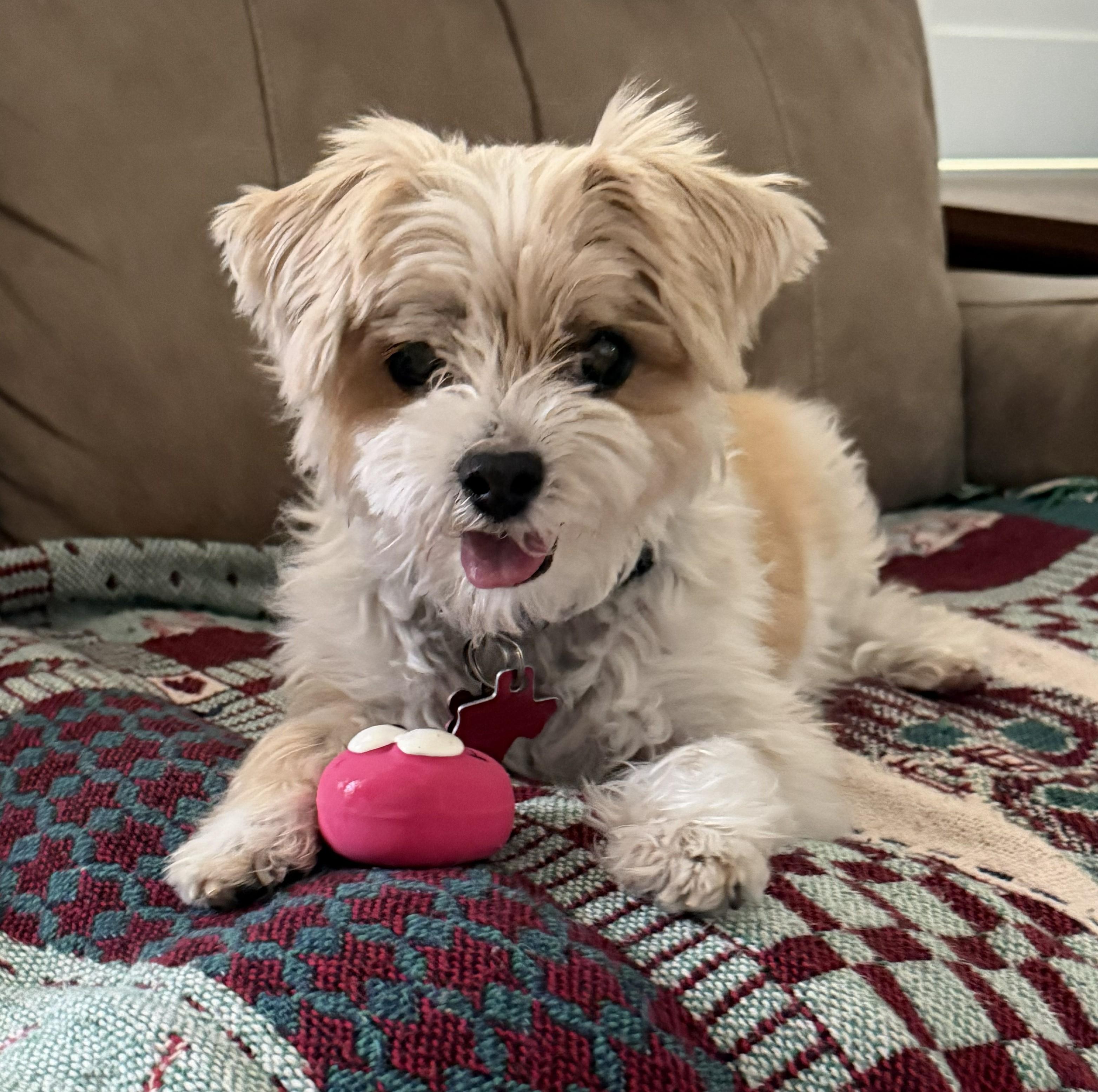 Enlarge Dynamic Duo Mikey & Tuffy, a Adoptable mixed breed in Plano, TX image 3/6