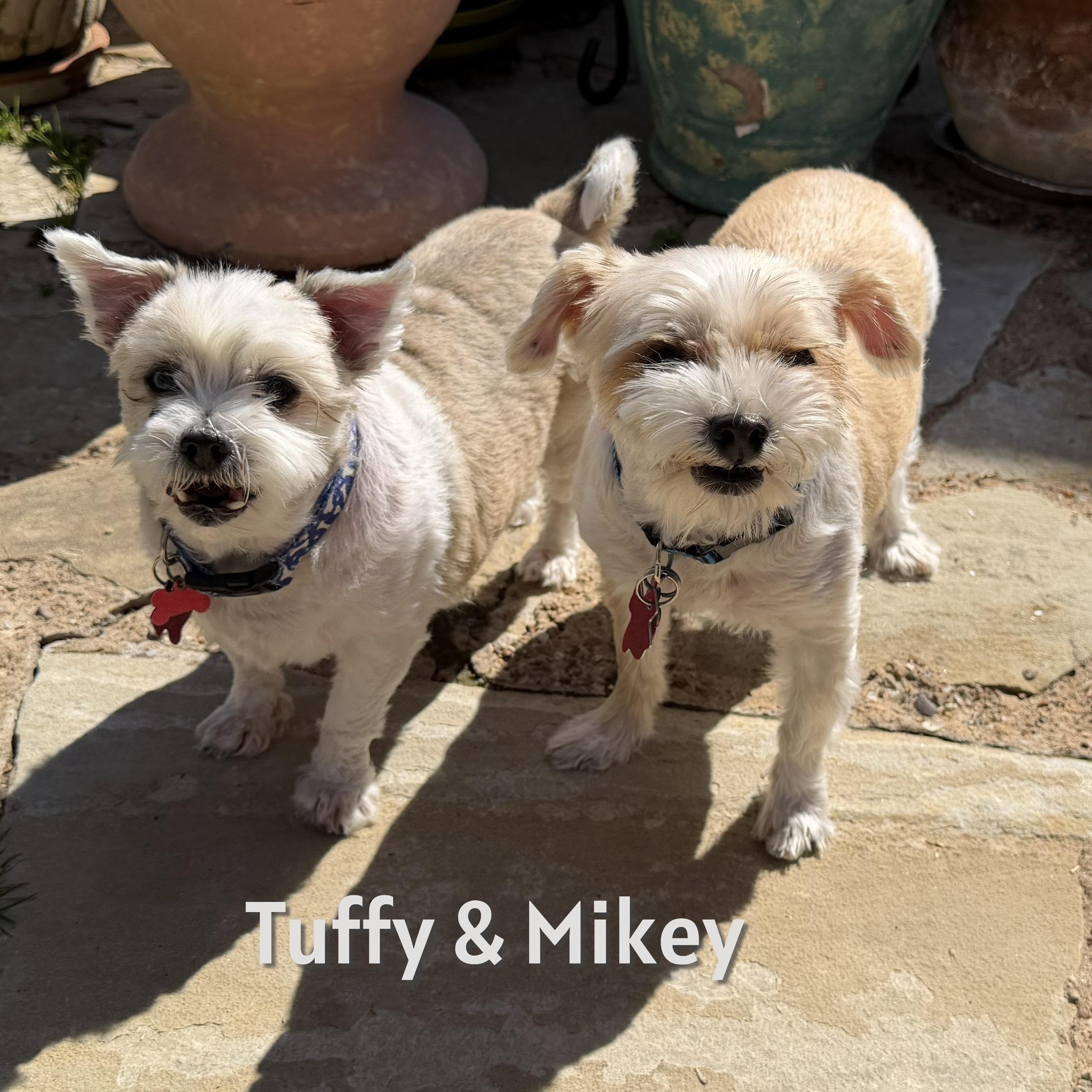 Dynamic Duo Mikey & Tuffy, ADOPTABLE, Adult Male Shih Tzu & Terrier.