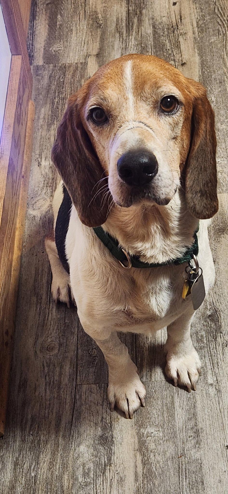 Hank, Adoptable, Adult Male Beagle & Basset Hound.