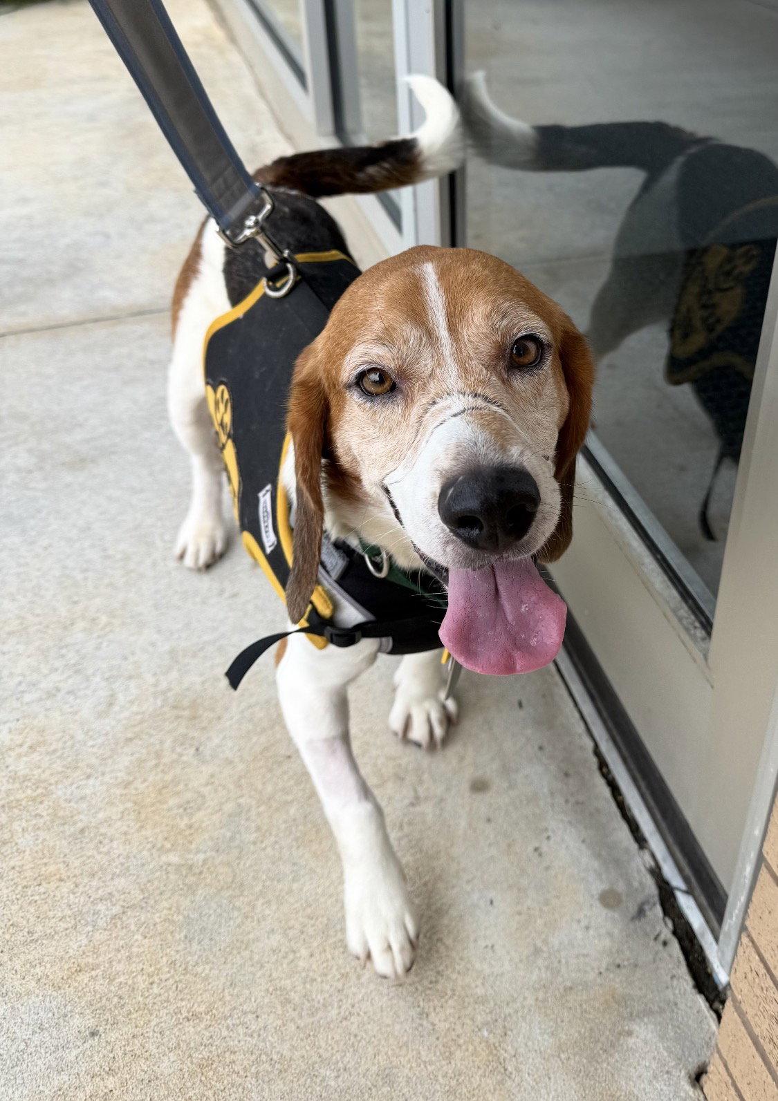 Enlarge Hank, a Adoptable mixed breed in Pittsboro, NC image 2/3
