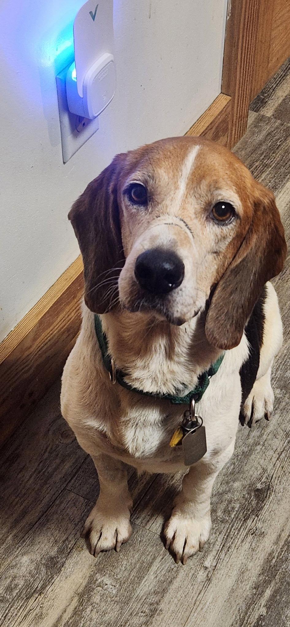 Enlarge Hank, a Adoptable mixed breed in Pittsboro, NC image 3/3