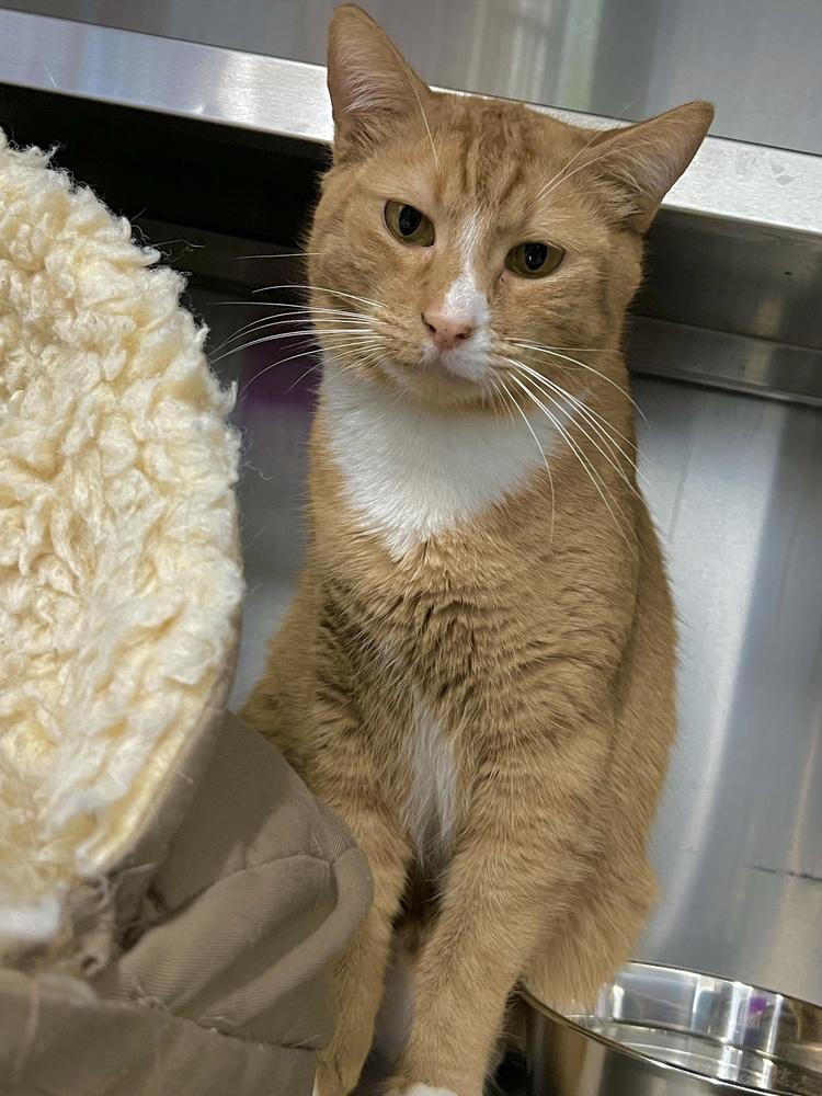 Jerry, Adoptable, Young Male Domestic Short Hair.