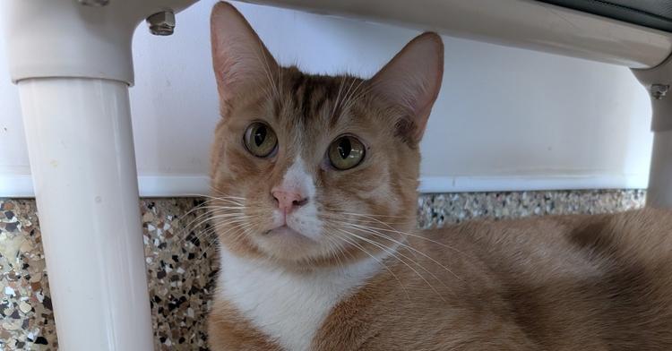 Jerry, a Adoptable Domestic Short Hair in Oakdale, CA image 2/2