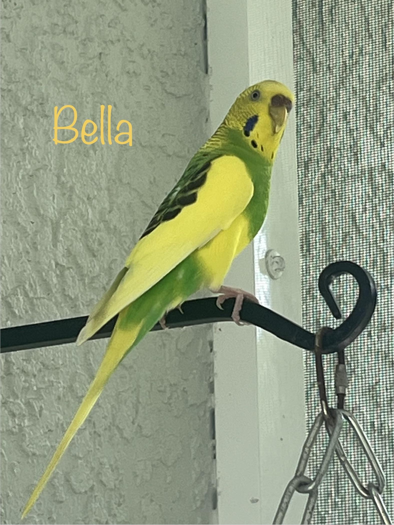 Enlarge Bella, a Adoptable Budgie / Budgerigar in Tampa, FL image 1/1