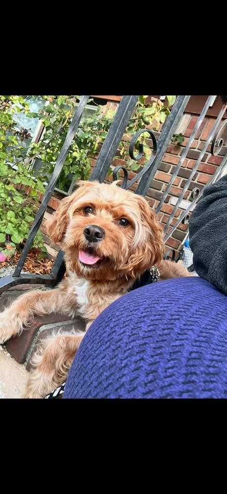 Enlarge Brownie, an adopted Cavachon in Toms River, NJ image 1/1
