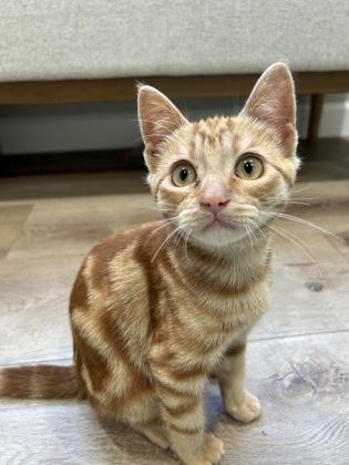 Pillsbury Doughboy, Adoptable, Kitten Male Domestic Short Hair & Domestic Short Hair.