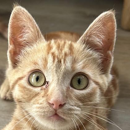 Pillsbury Doughboy, a Adoptable mixed breed in Pleasanton, CA image 3/3