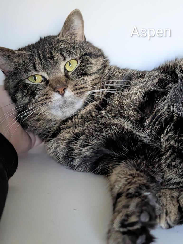 Aspen, Adoptable, Adult Male Domestic Short Hair.