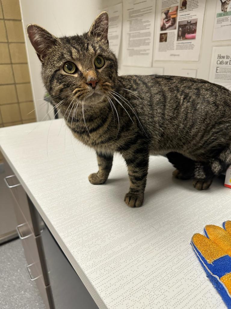 Aspen, Adoptable, Adult Male Domestic Short Hair.