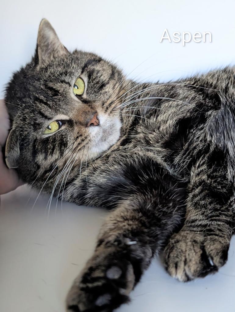 Enlarge Aspen, a Adoptable mixed breed in Greenfield, IN image 3/4