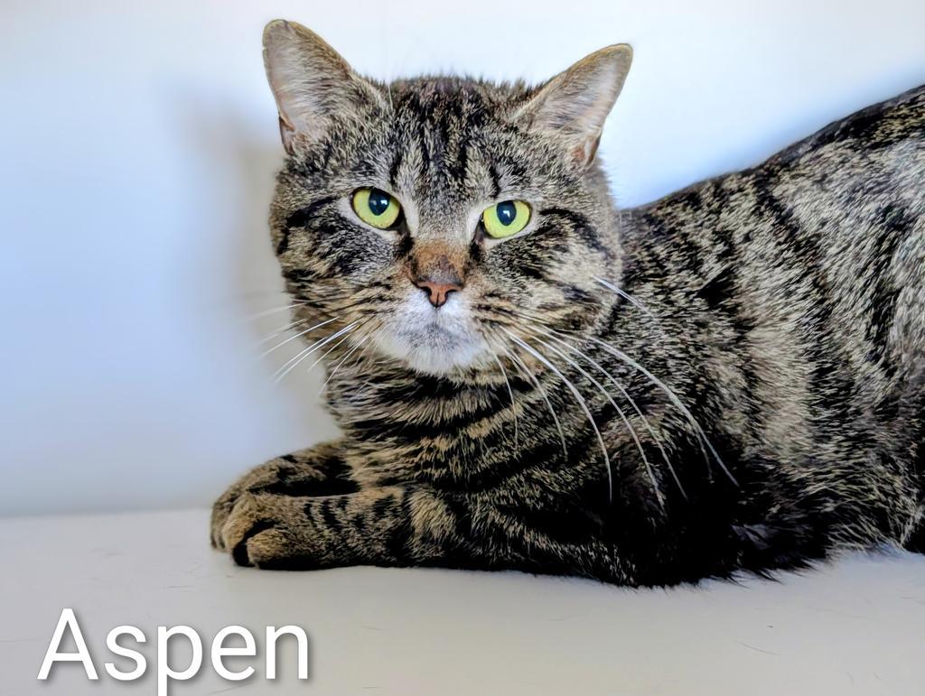 Enlarge Aspen, a Adoptable mixed breed in Greenfield, IN image 4/4