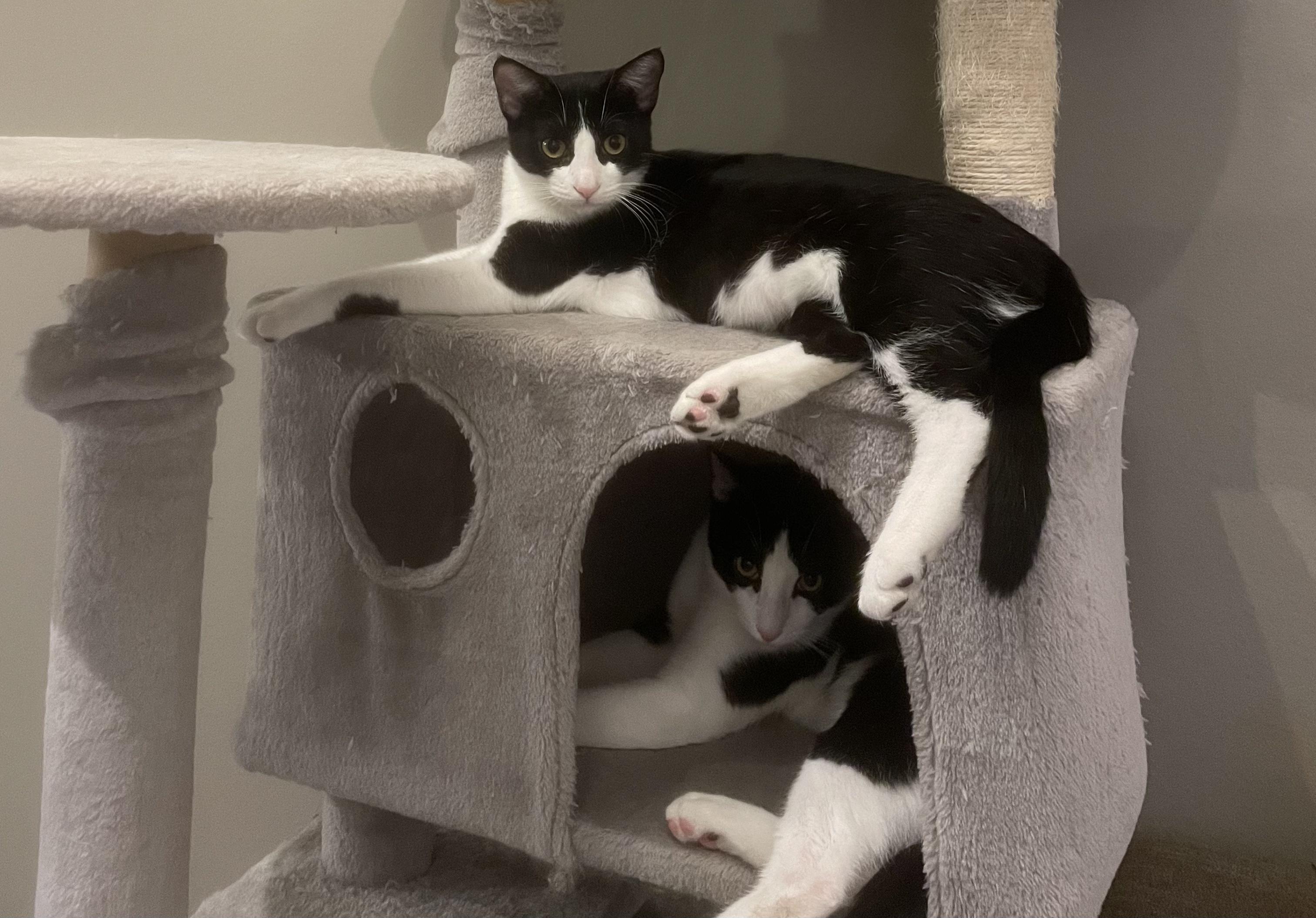 Violet — thumbnail 4