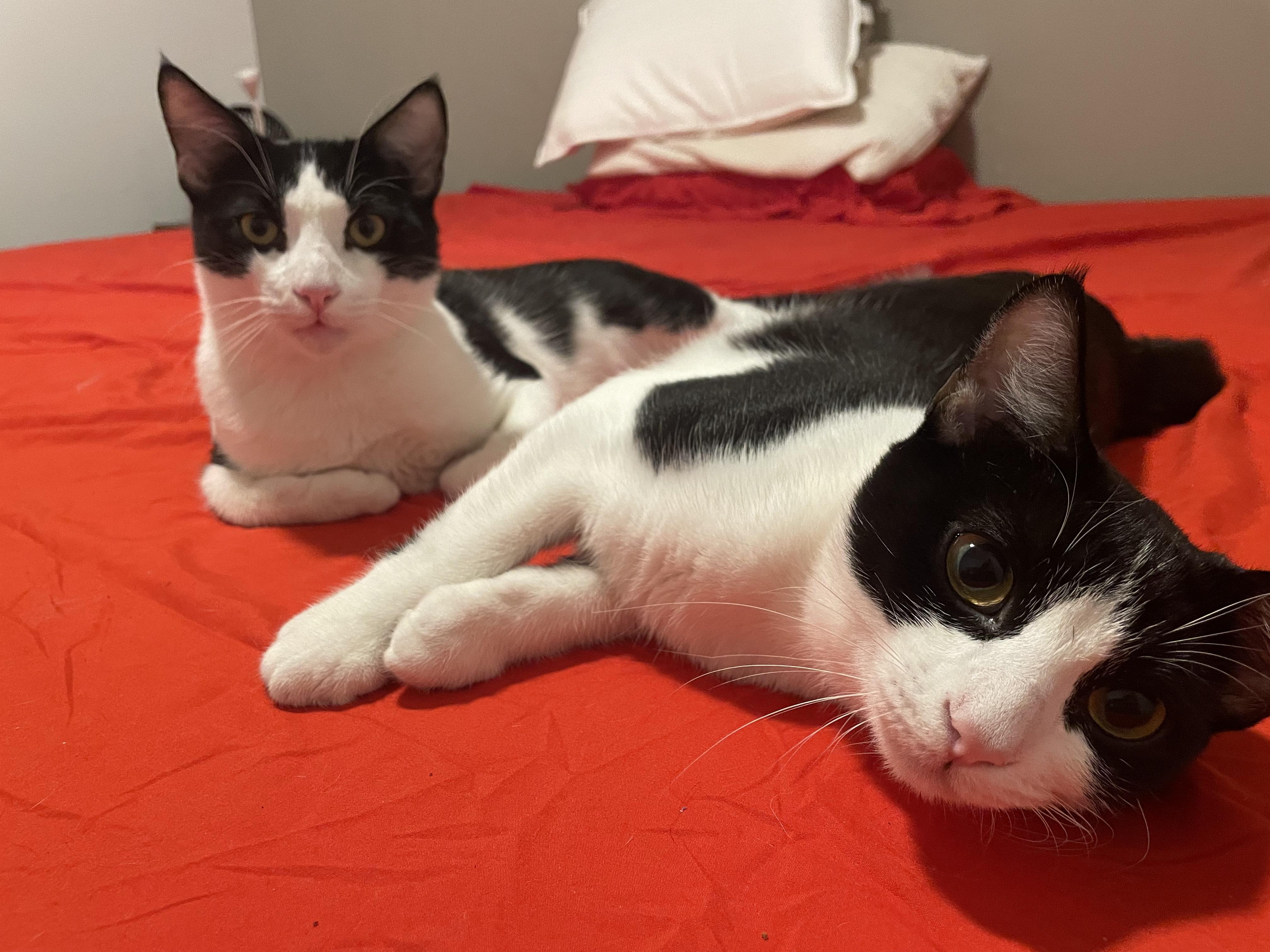 Violet — thumbnail 5