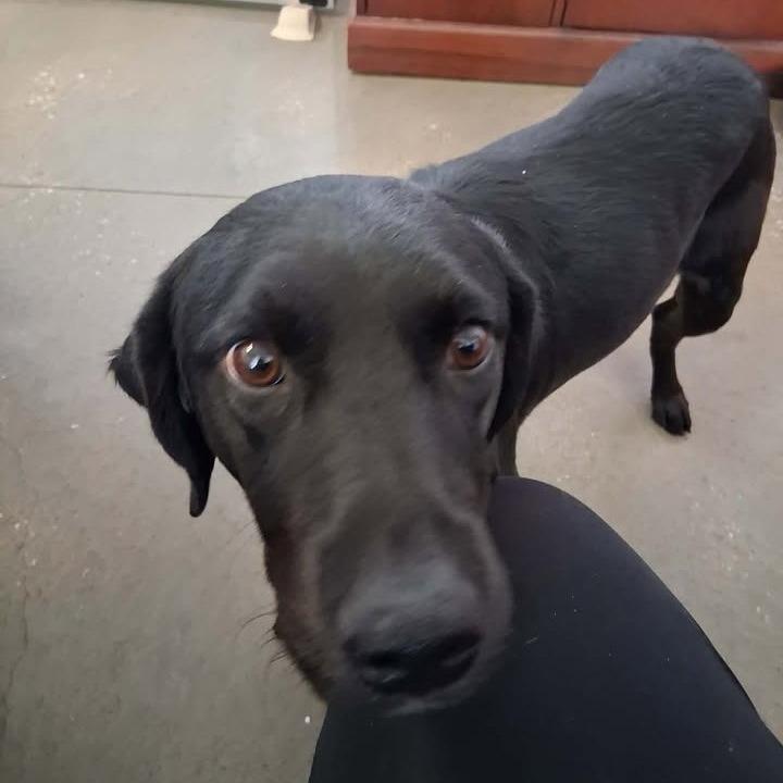 Buick, Adoptable, Young Female Black Labrador Retriever.