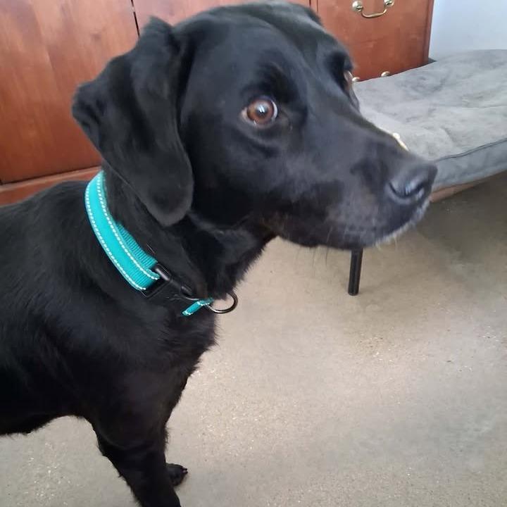 Enlarge Buick, a Adoptable Black Labrador Retriever in Vinita, OK image 3/5