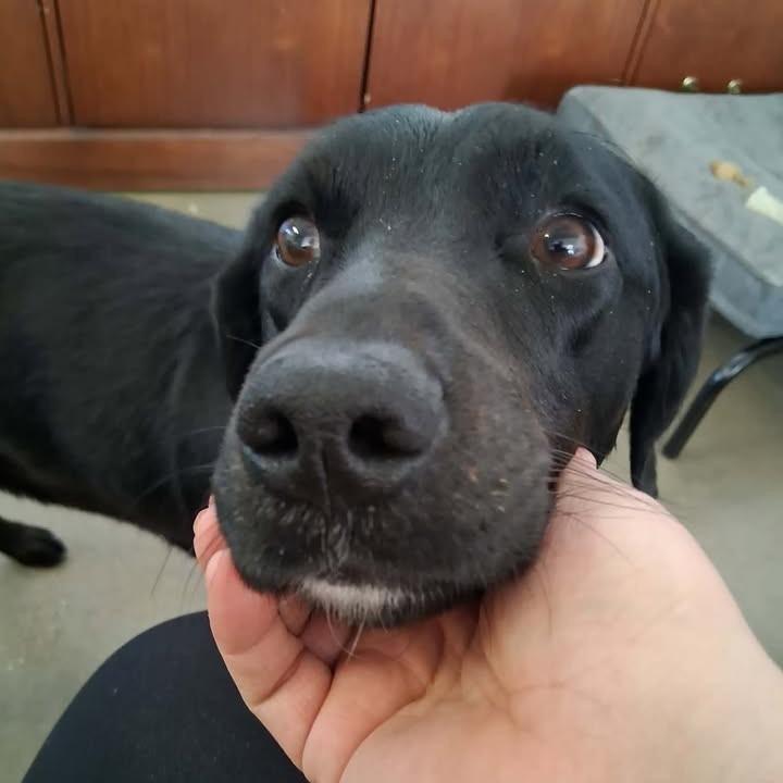 Enlarge Buick, a Adoptable Black Labrador Retriever in Vinita, OK image 4/5
