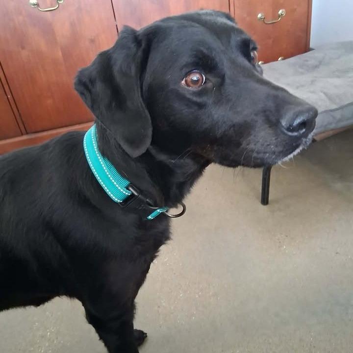 Enlarge Buick, a Adoptable Black Labrador Retriever in Vinita, OK image 5/5