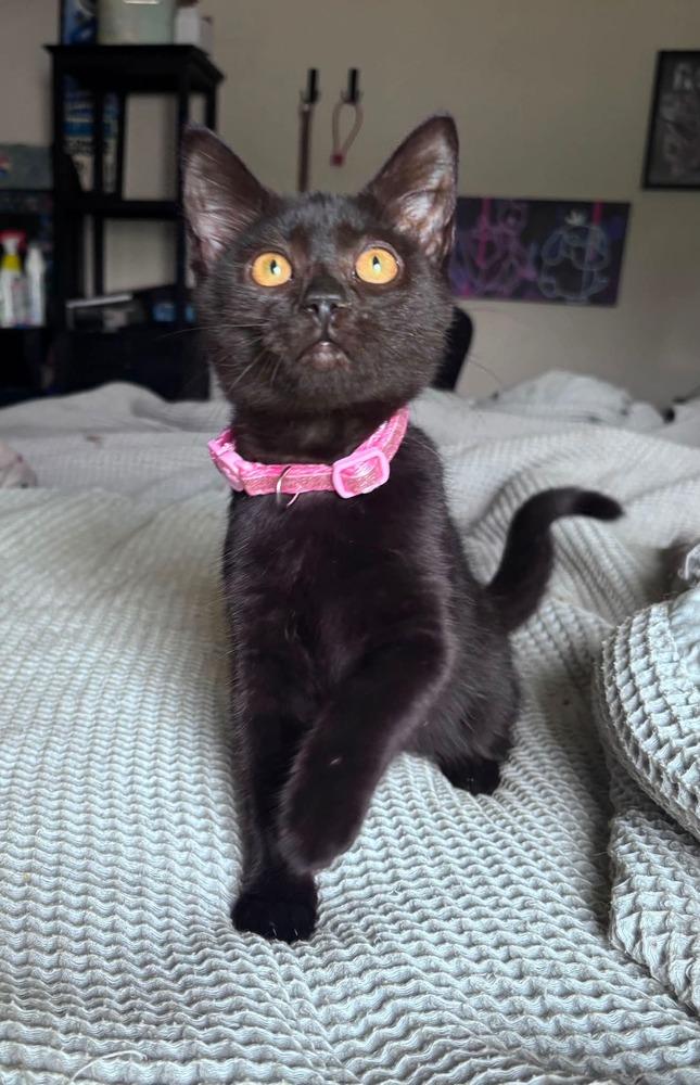 Enlarge Midnight, a Adoptable mixed breed in Milton, DE image 1/1
