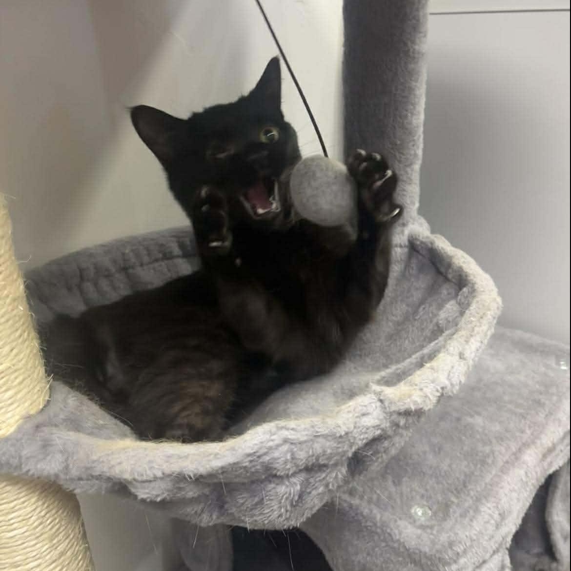 Enlarge Polyphemus, an adopted Domestic Short Hair in Roosevelt, UT image 5/5