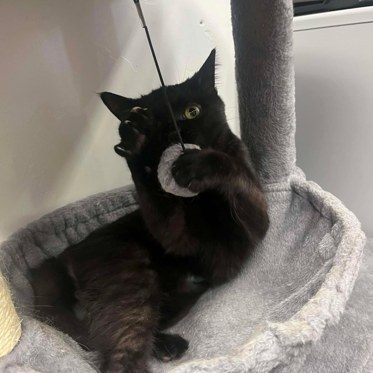 Enlarge Polyphemus, an adopted Domestic Short Hair in Roosevelt, UT image 4/5