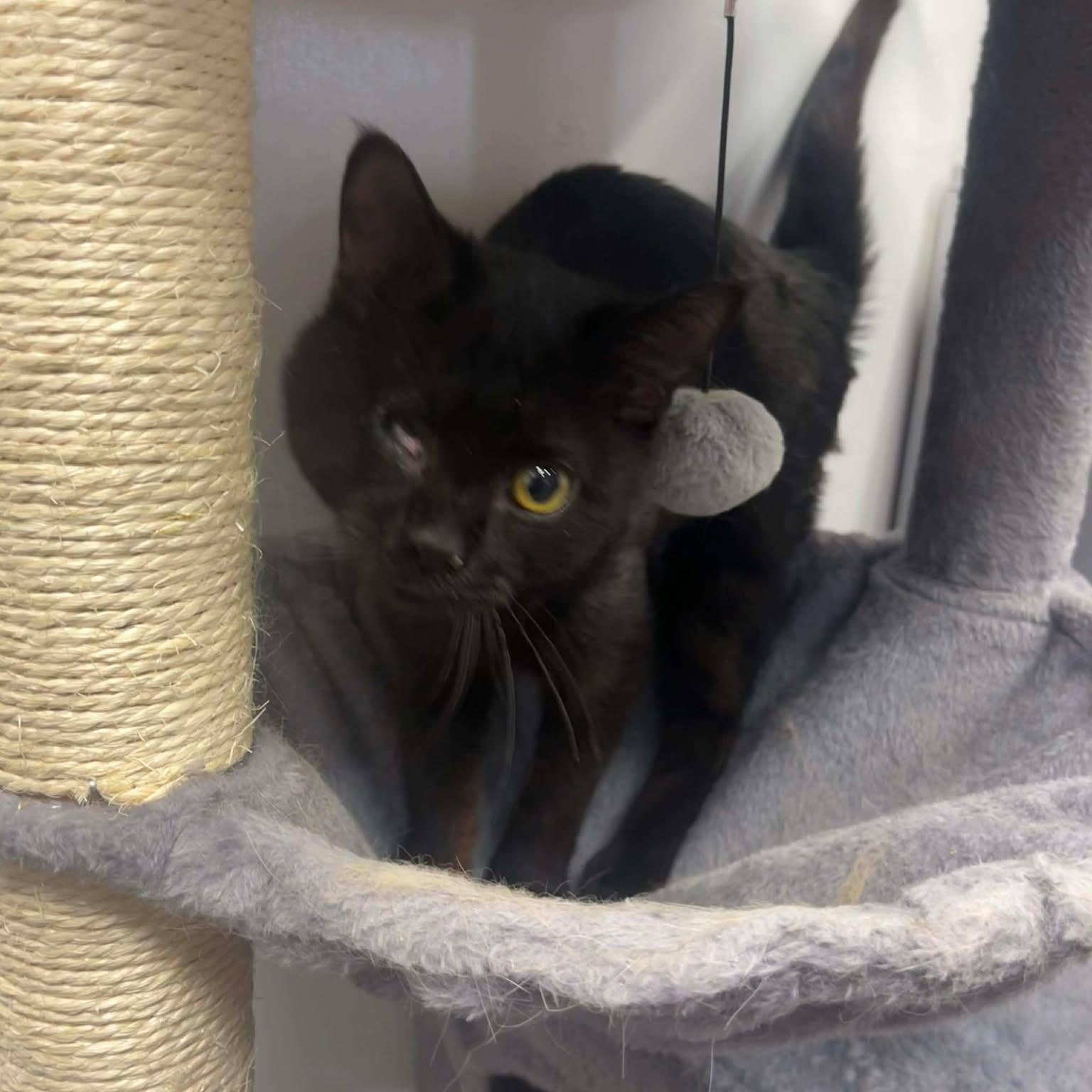 Enlarge Polyphemus, an adopted Domestic Short Hair in Roosevelt, UT image 2/5