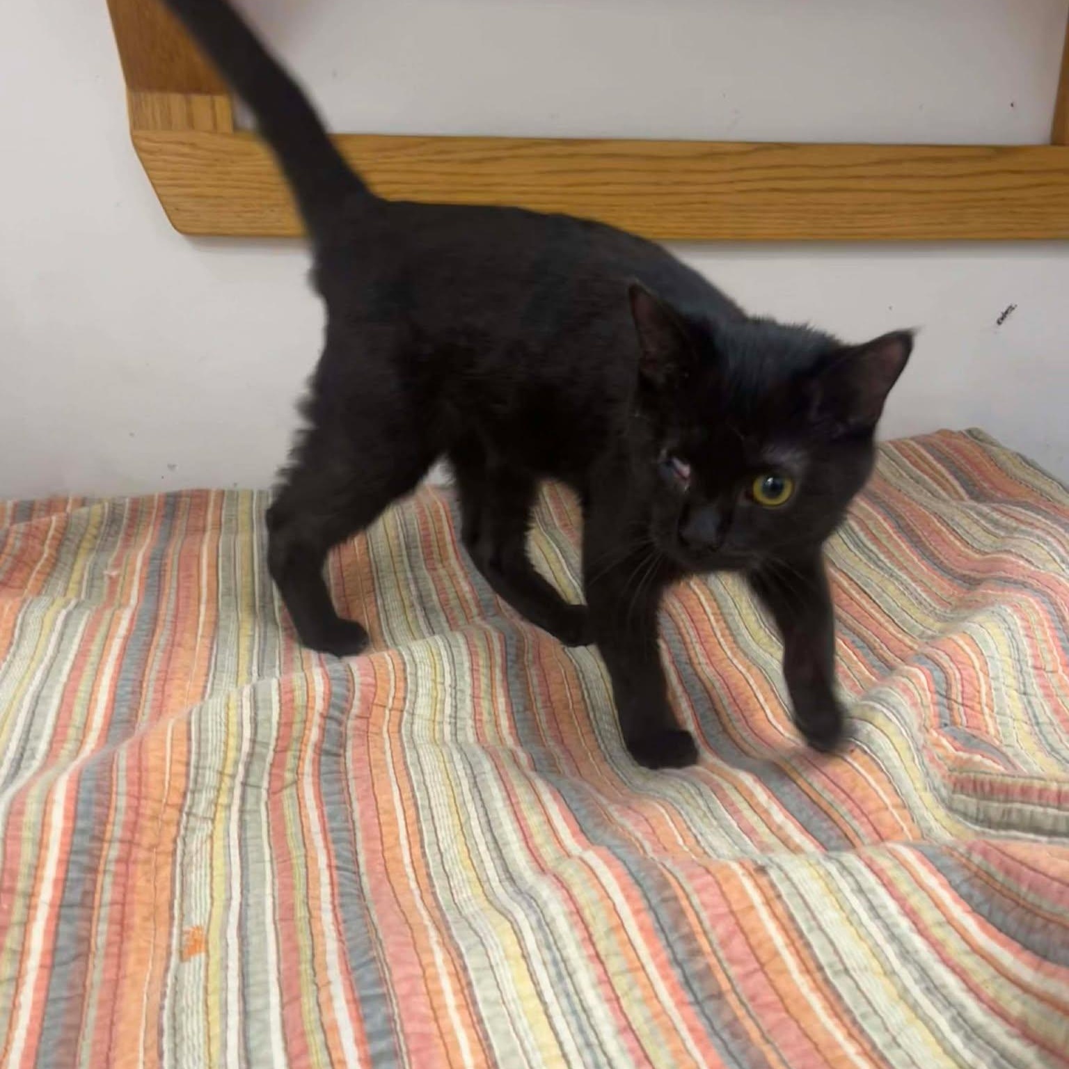 Enlarge Polyphemus, an adopted Domestic Short Hair in Roosevelt, UT image 3/5