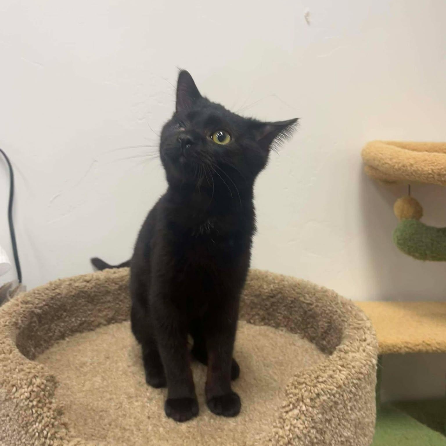 Polyphemus, adopted, Young Male Domestic Short Hair.