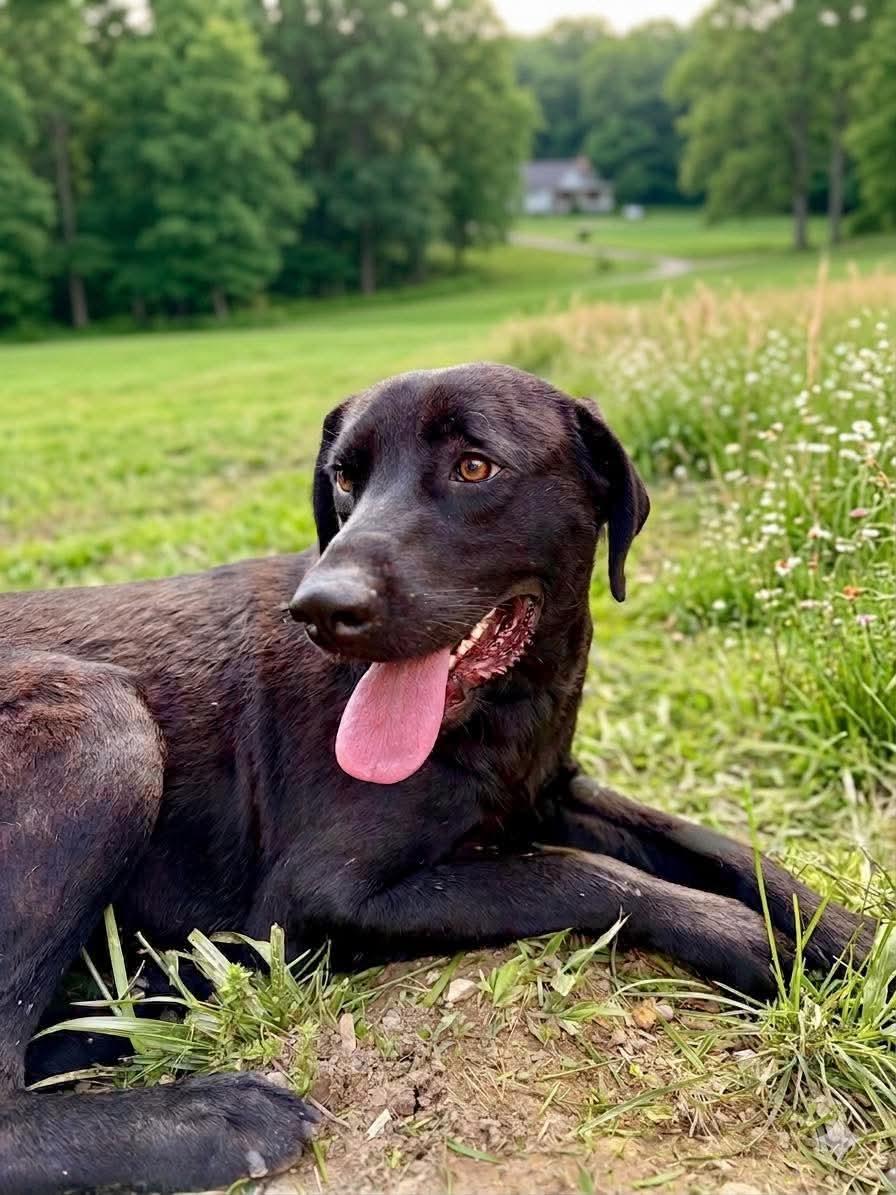 Moon, ADOPTABLE, Adult Female Black Labrador Retriever & Mastiff.