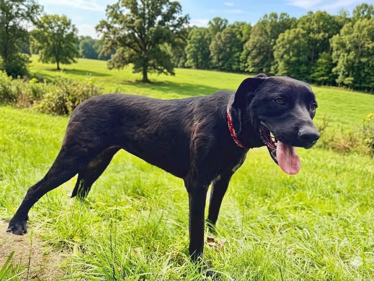Moon, a ADOPTABLE mixed breed in Wheelersburg, OH image 4/5